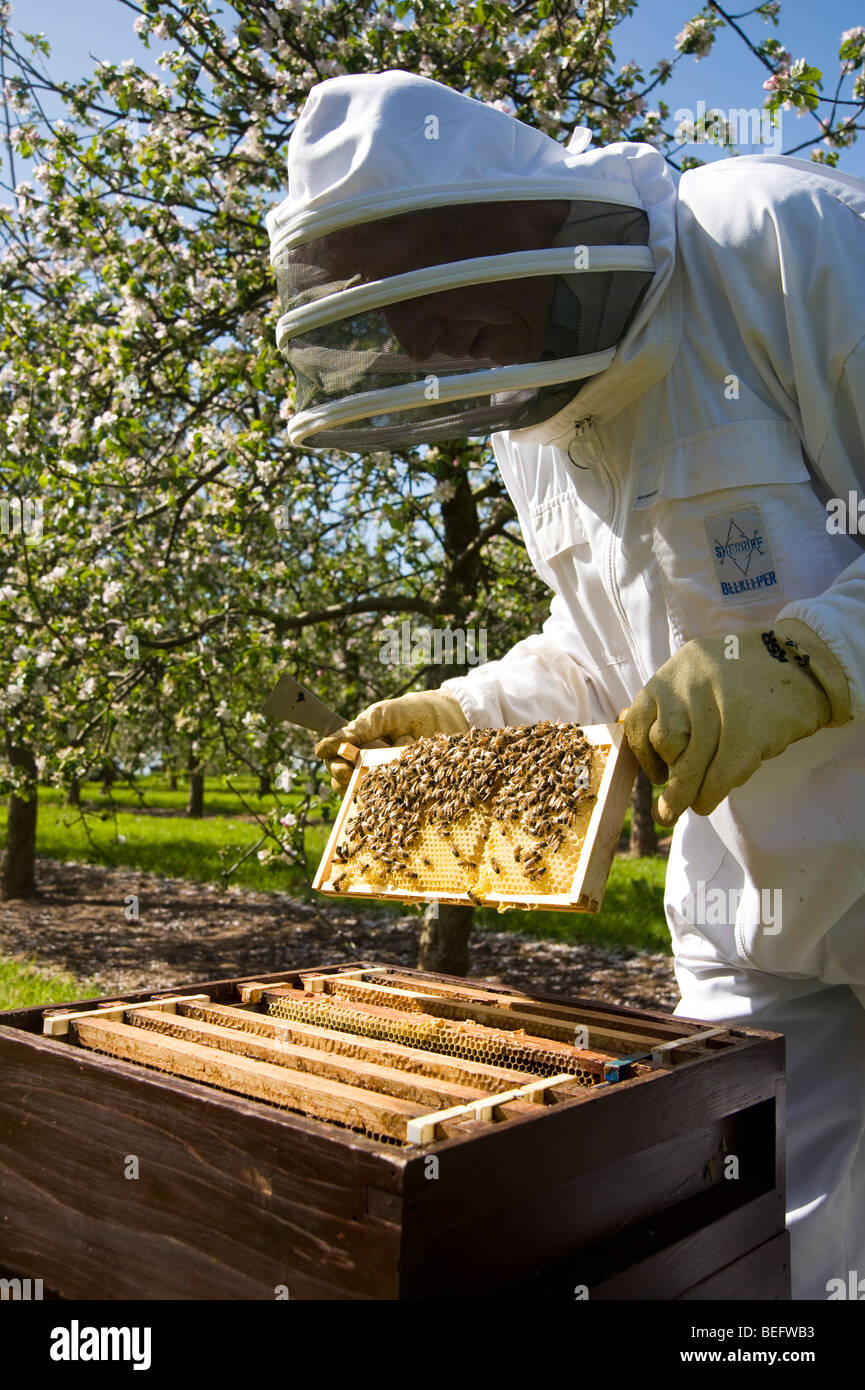 Bee Keeper checking his honey bees and bee hives in a cider apple orchard, Sandford. North Somerset, England Stock Photo