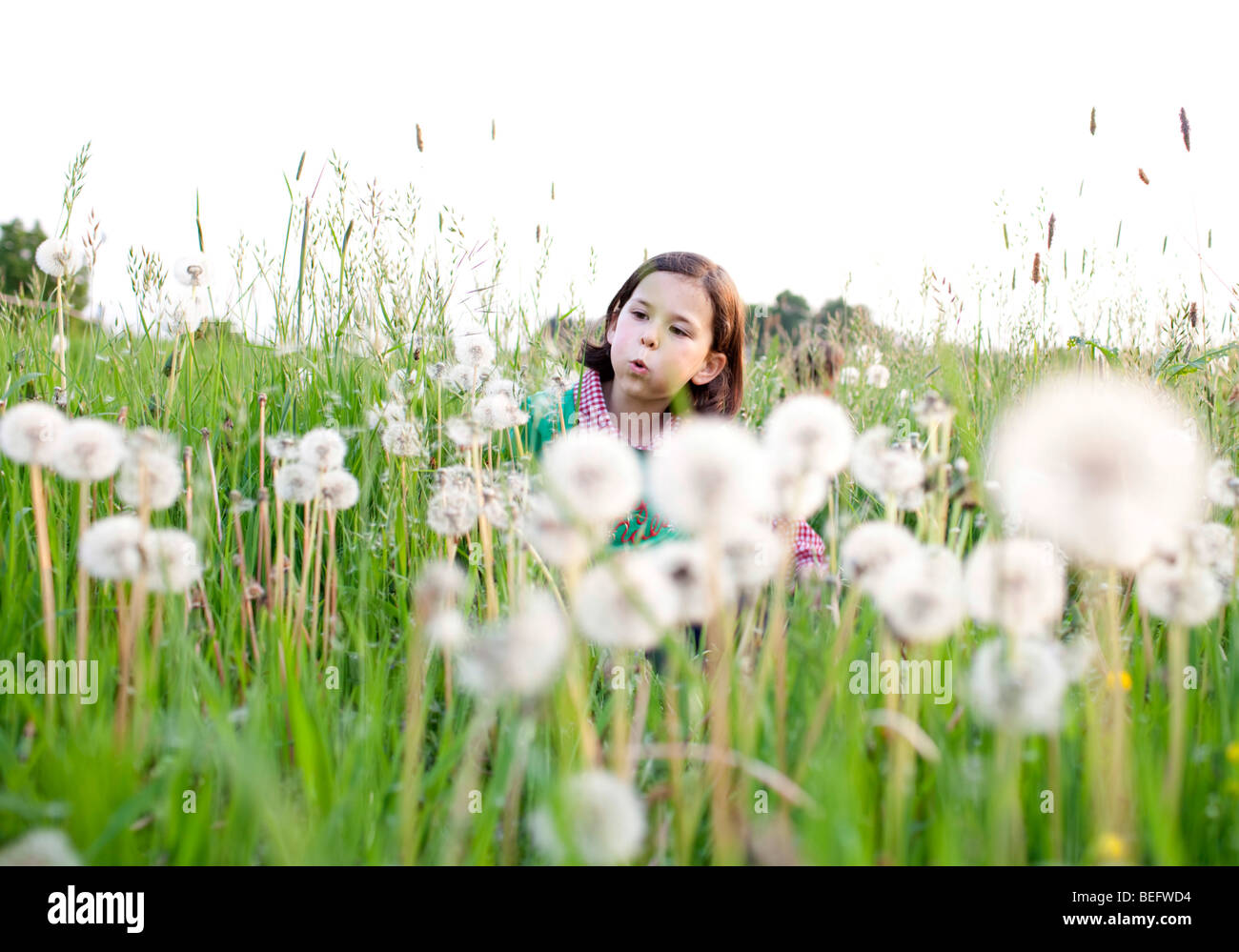 Girl with dandelion . Stock Photo
