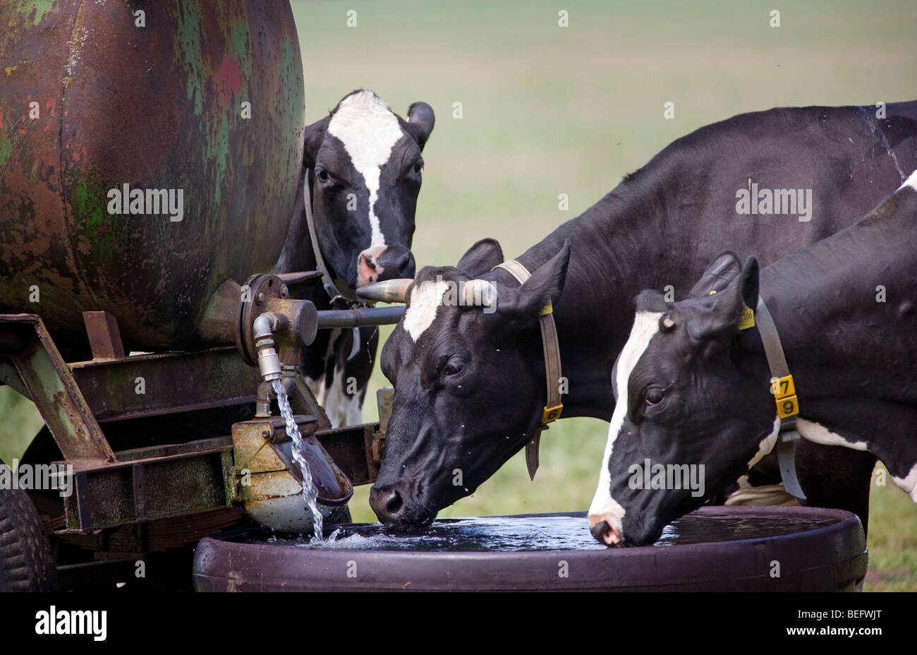 Cows drinking water . Stock Photo