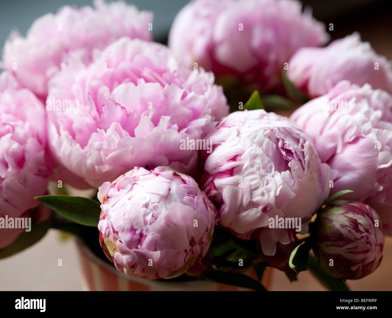 Peonies Stock Photo