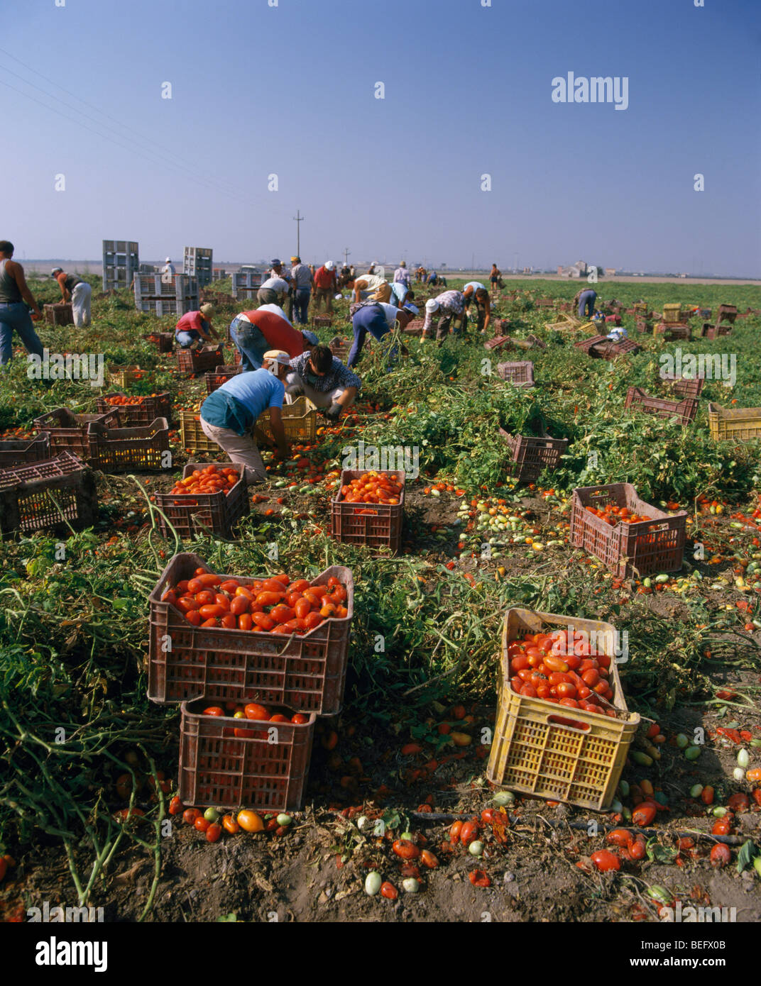 Harvesting tomatoes, near Foggia, Puglia, Italy Stock Photo Alamy