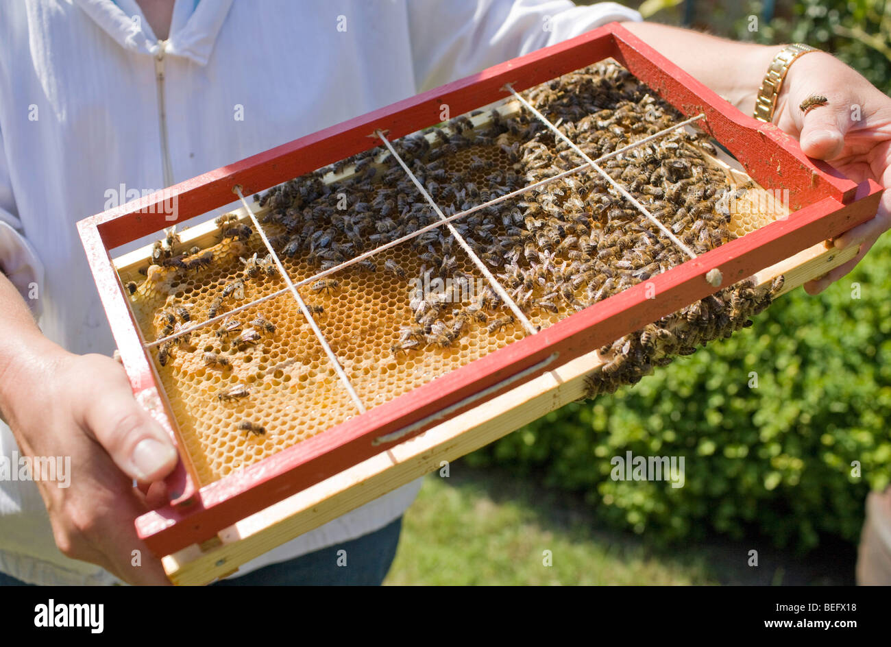 BEES AT HONEYCOMB Stock Photo