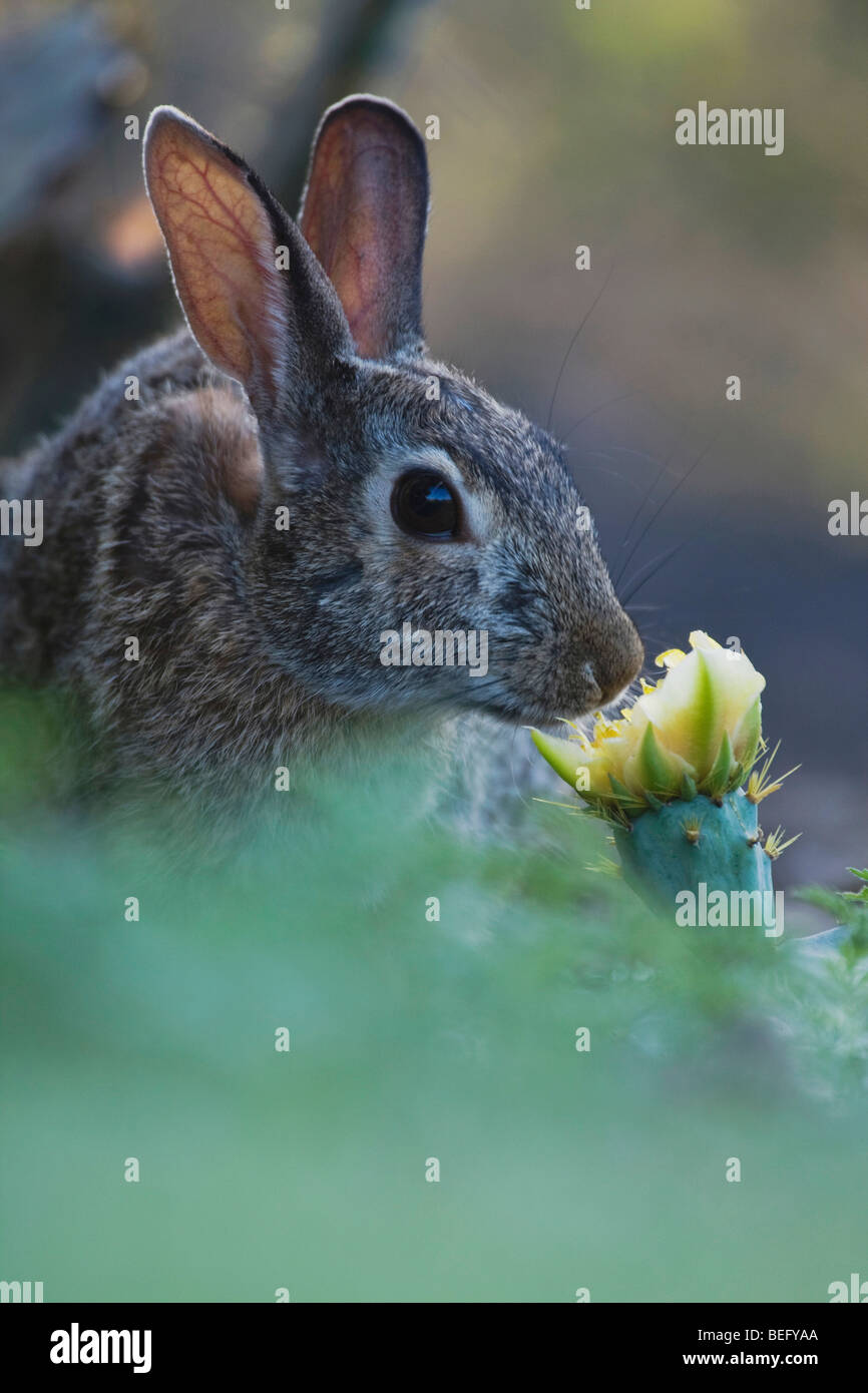Rabbit eating plants hi-res stock photography and images - Alamy
