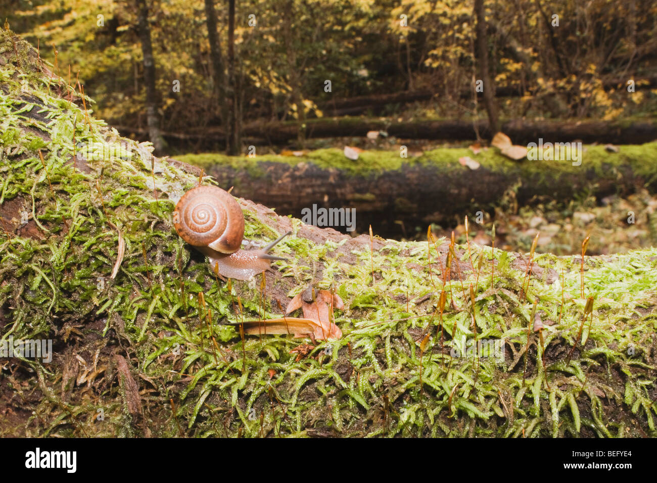 Land Snail (Gastropod) on mossy tree, Raven Rock State Park, Lillington