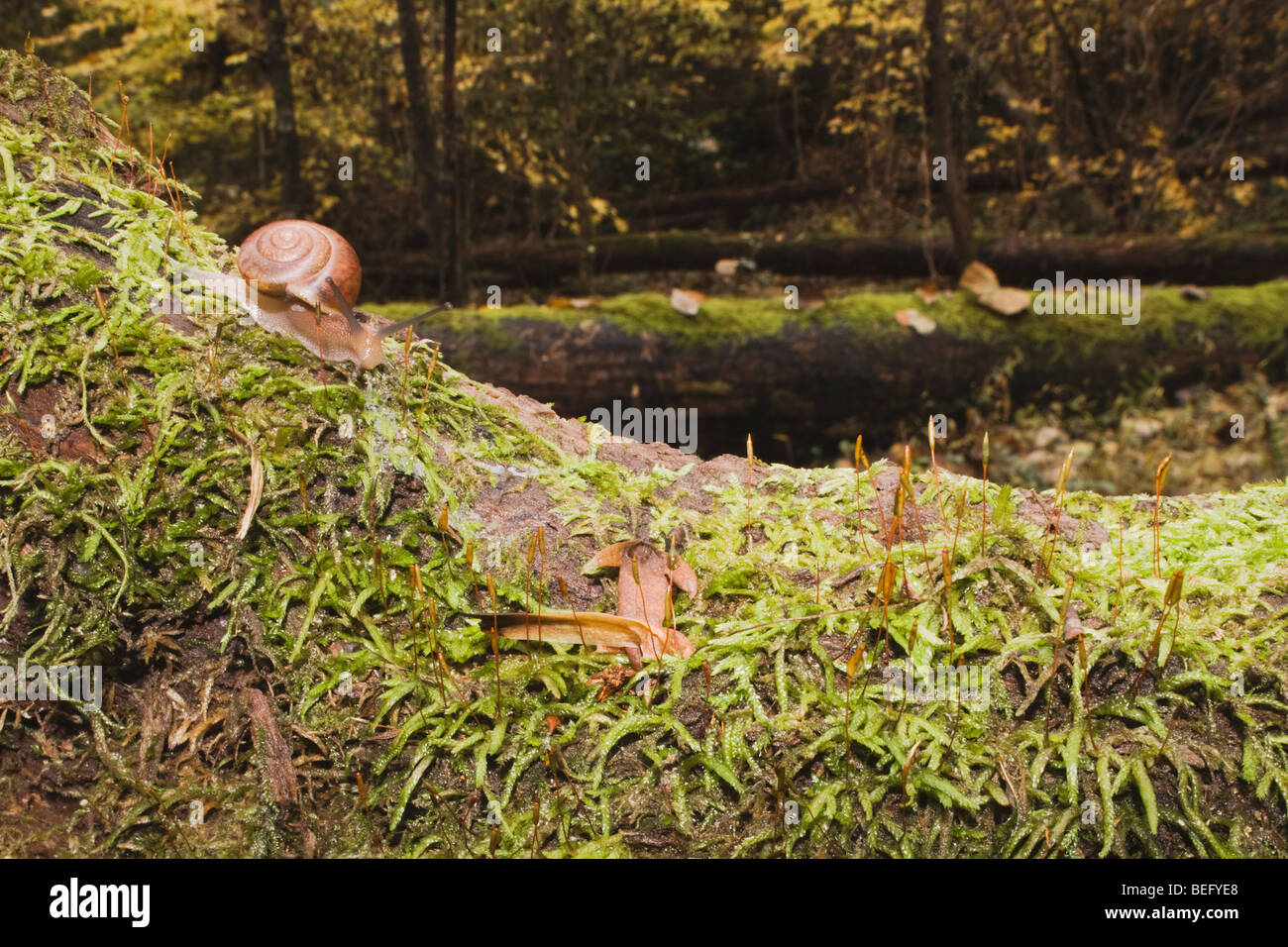 Land Snail (Gastropod) on mossy tree, Raven Rock State Park, Lillington