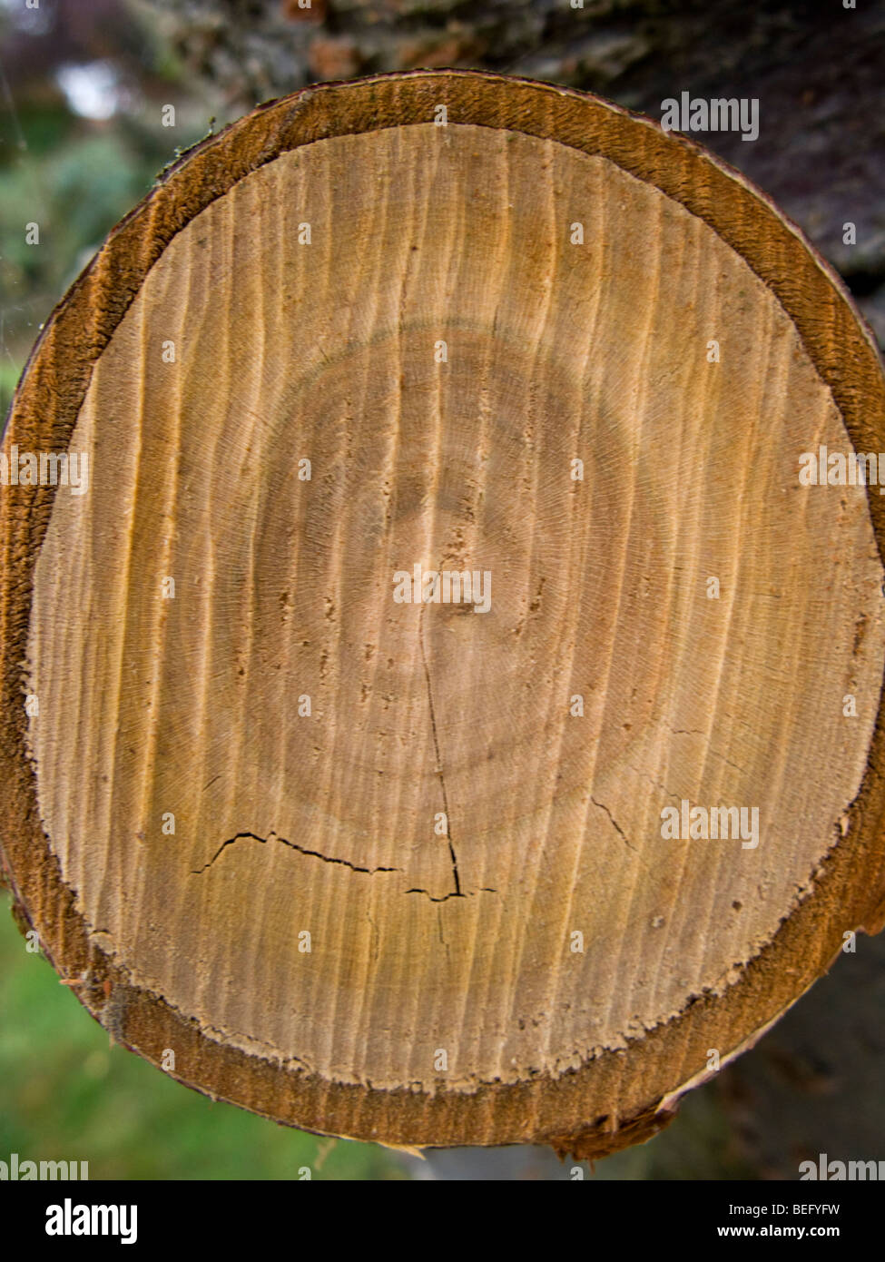 tree ring close up Stock Photo Alamy