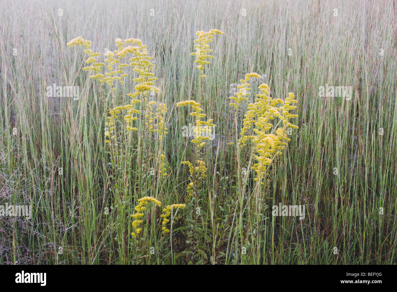 Broomsedge bluestem hires stock photography and images Alamy