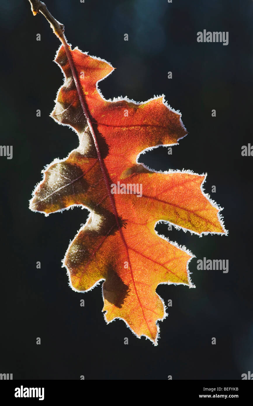 Eastern Black oak (Quercus velutina), leaf rimmed in frost, Lillington, North Carolina, USA Stock Photo