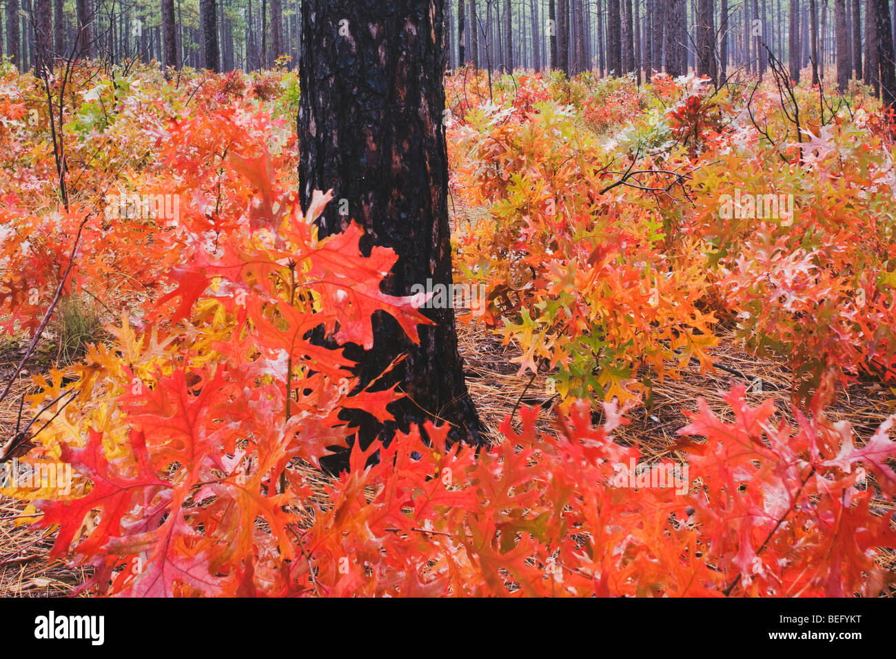 Scarlet Oak (Quercus coccinea) and Longleaf Pine, fall colors, Weymouth Woods Sandhills, Southern Pines, North Carolina, USA Stock Photo