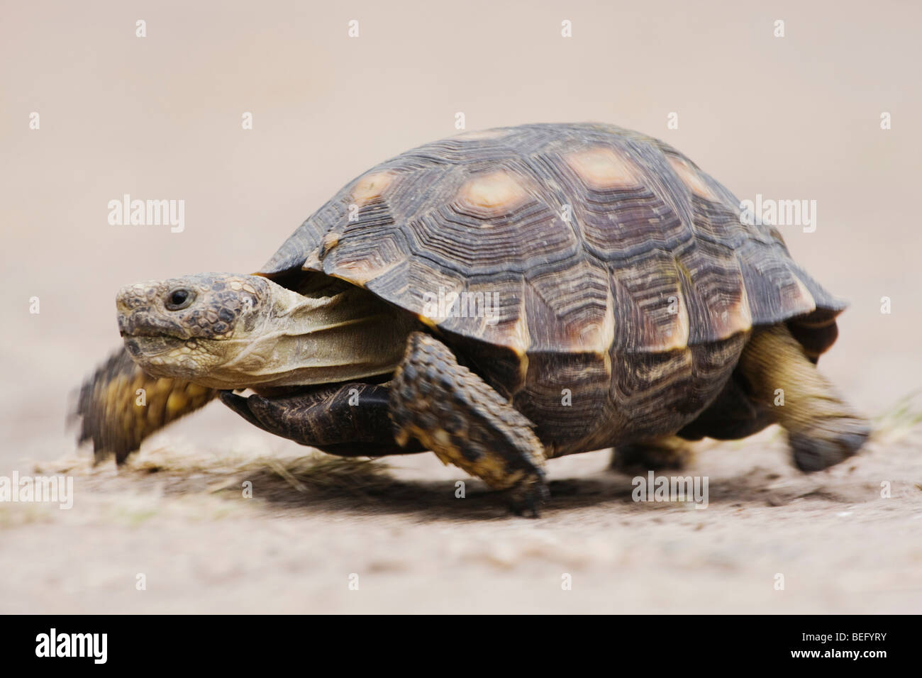 Texas Tortoise (Gopherus berlandieri), adult walking, Rio Grande Valley, Texas, USA Stock Photo