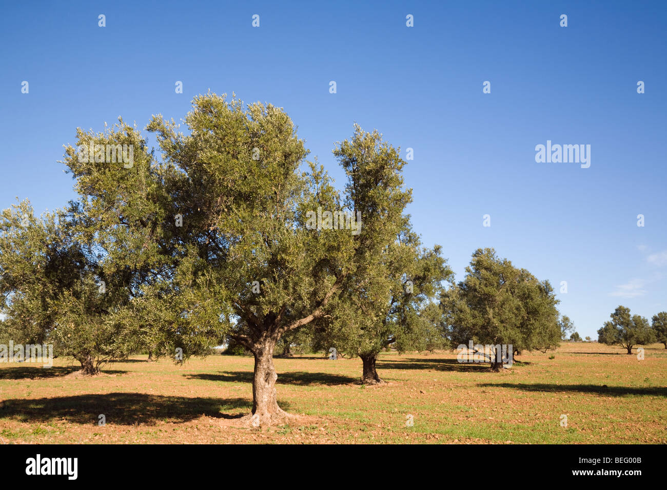 Morocco. Argan trees Argania spinosa endemic species growing in