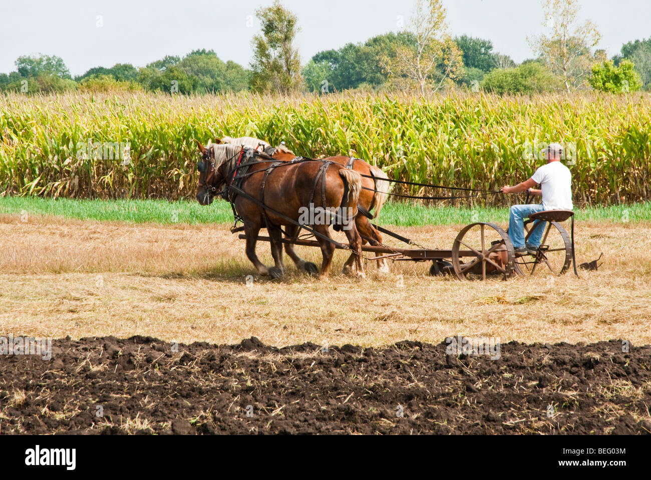 horsedrawn farming demonstrations during the Homesteader Day Harvest