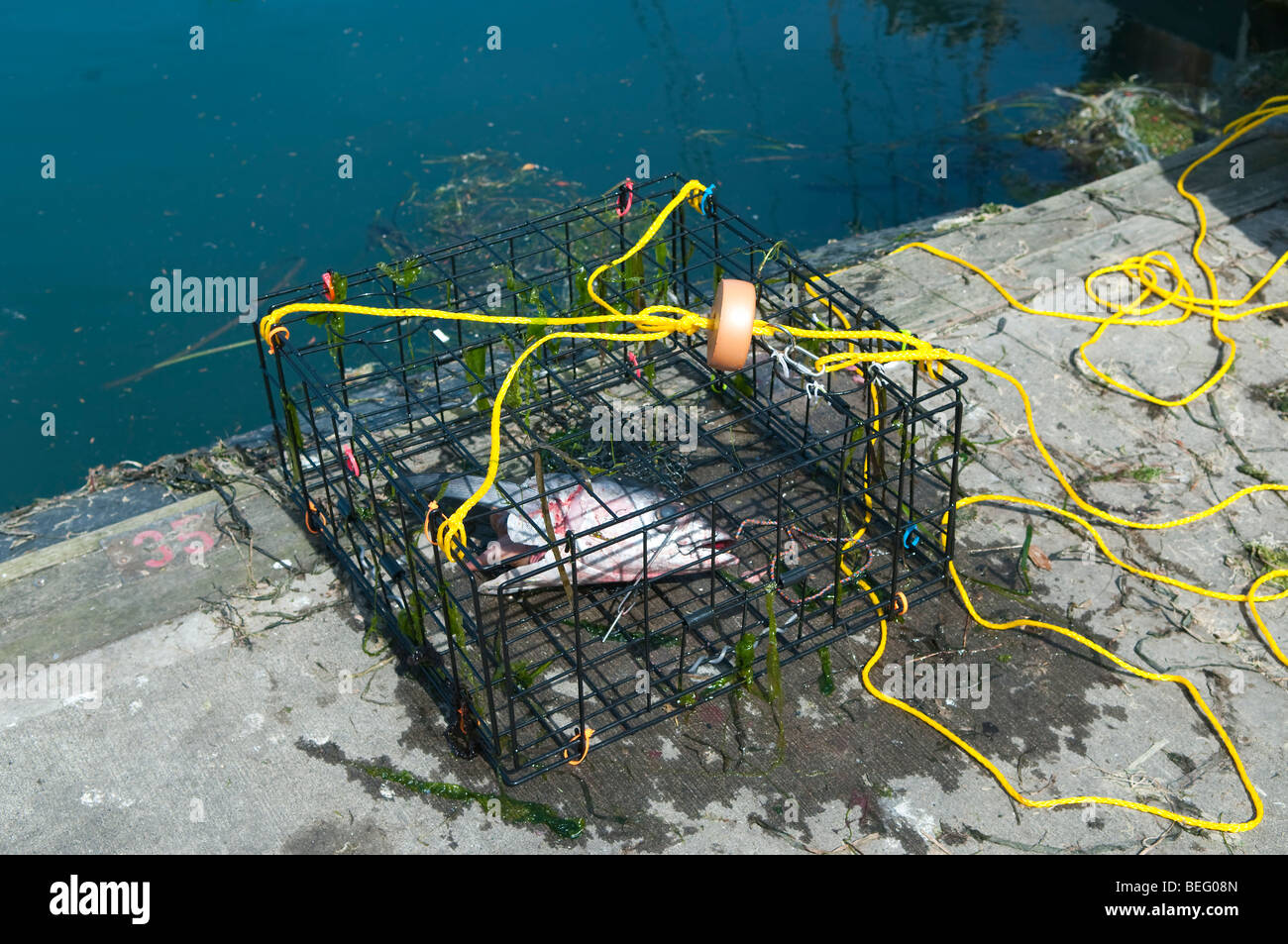 Crab trap or crab pot loaded with a fish head for bait. Stock Photo