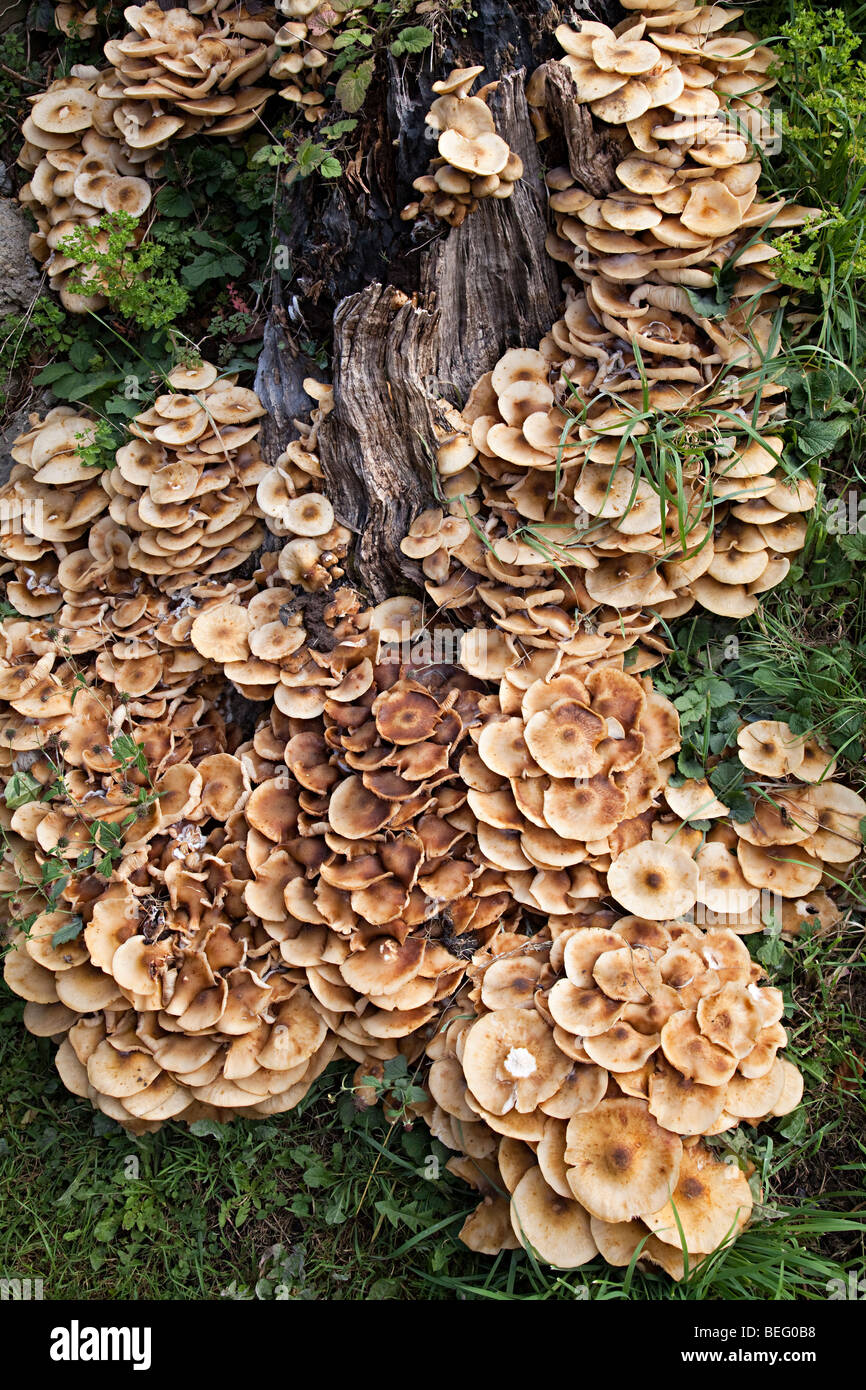 Fungus growing on tree stump Wales UK Stock Photo