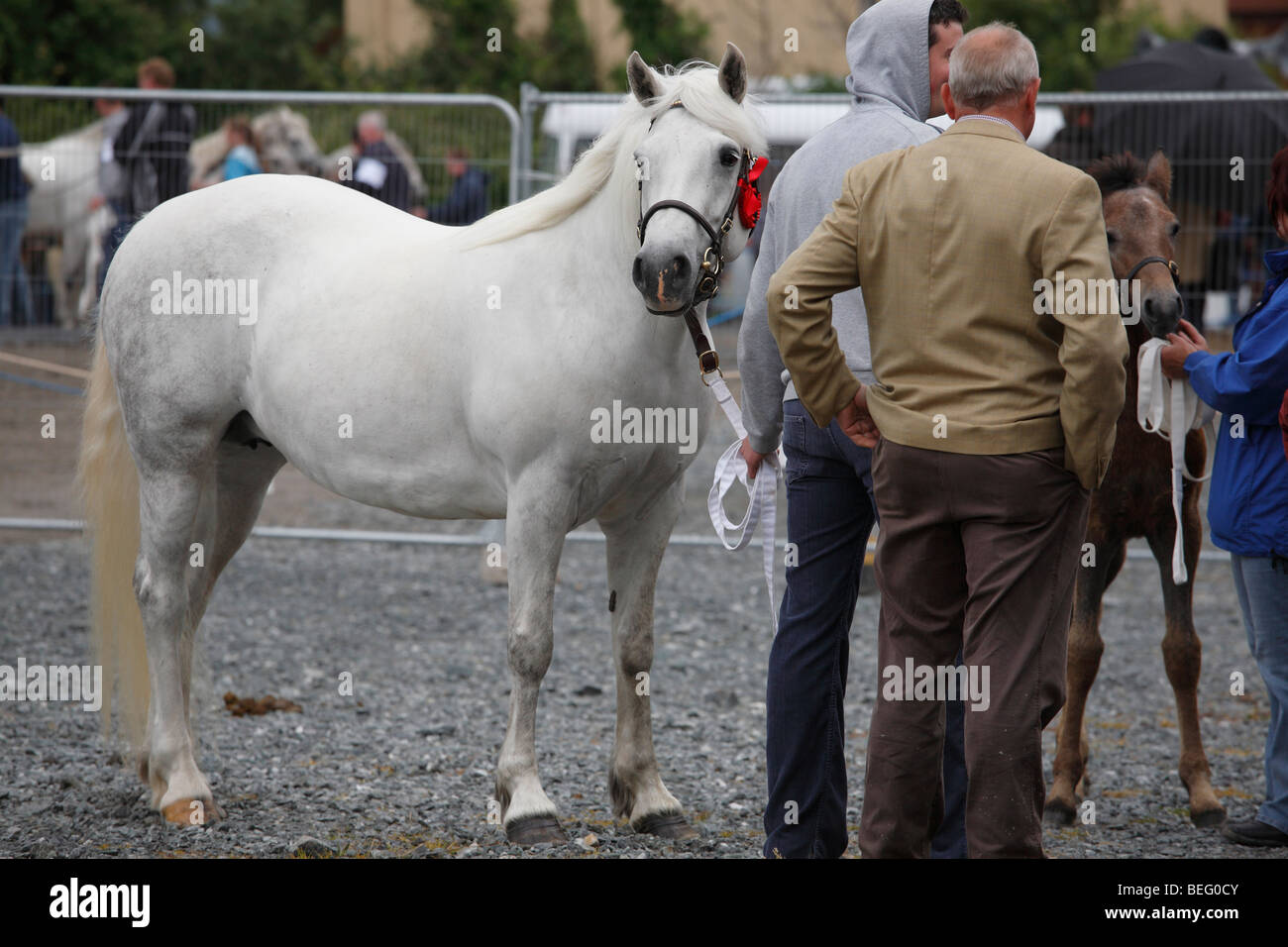 men with a Connemara Pony mare at the Maam Cross Pony Show in July 2008, Ireland Stock Photo