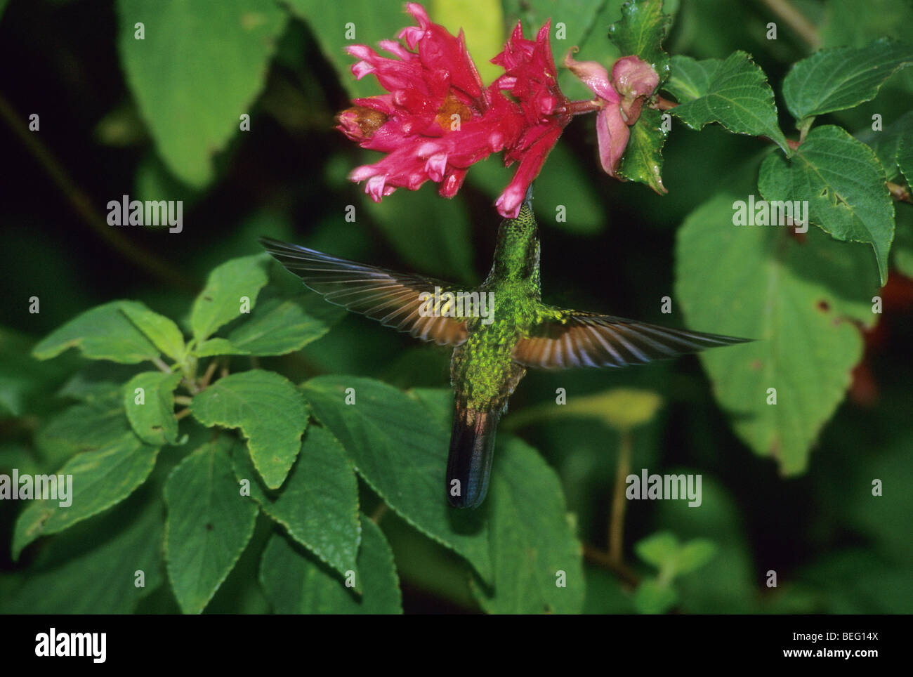 Stripe-tailed Hummingbird (Eupherusa eximia) Cordillera Talamanca, Costa Rica Stock Photo