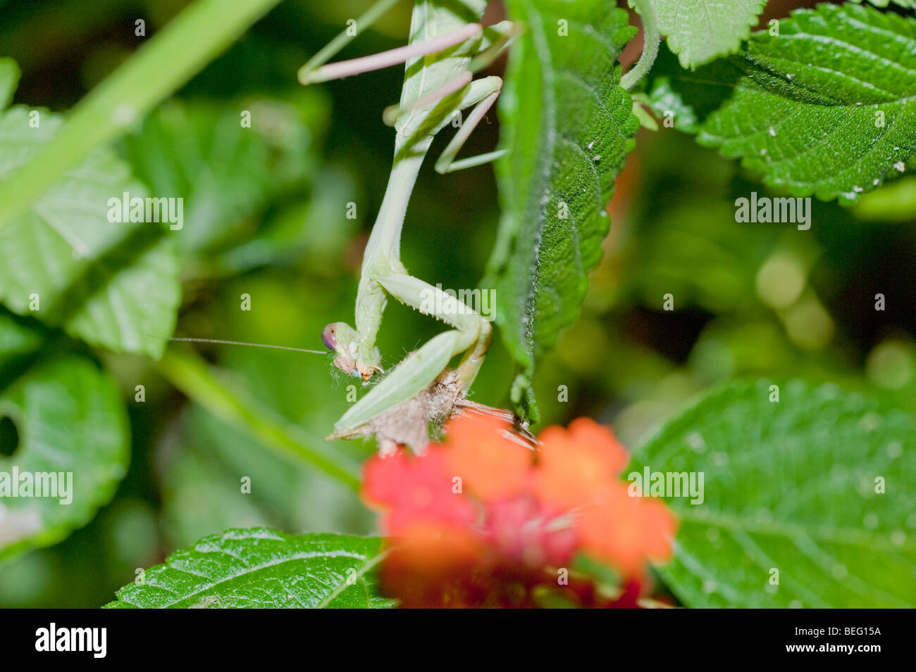 Large female Praying Mantis eating a butterfly Stock Photo