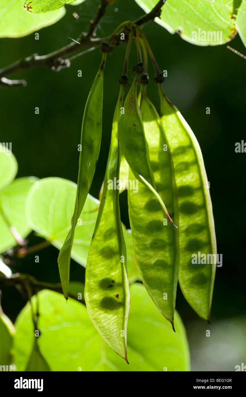 Indian bean tree seed pods Stock Photo Alamy