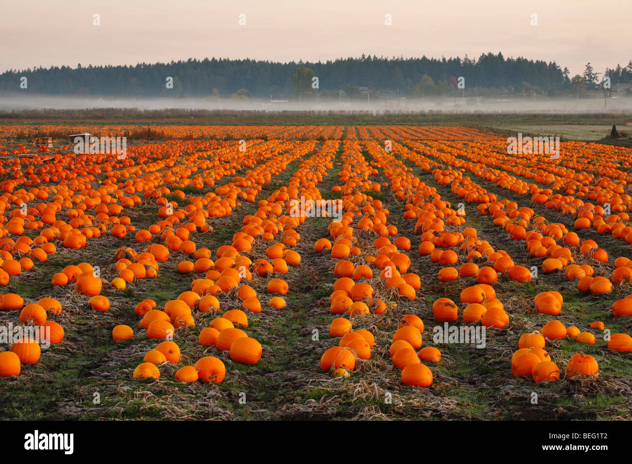 Pumpkin field in early autumn-Victoria, British Columbia, Canada. Stock Photo