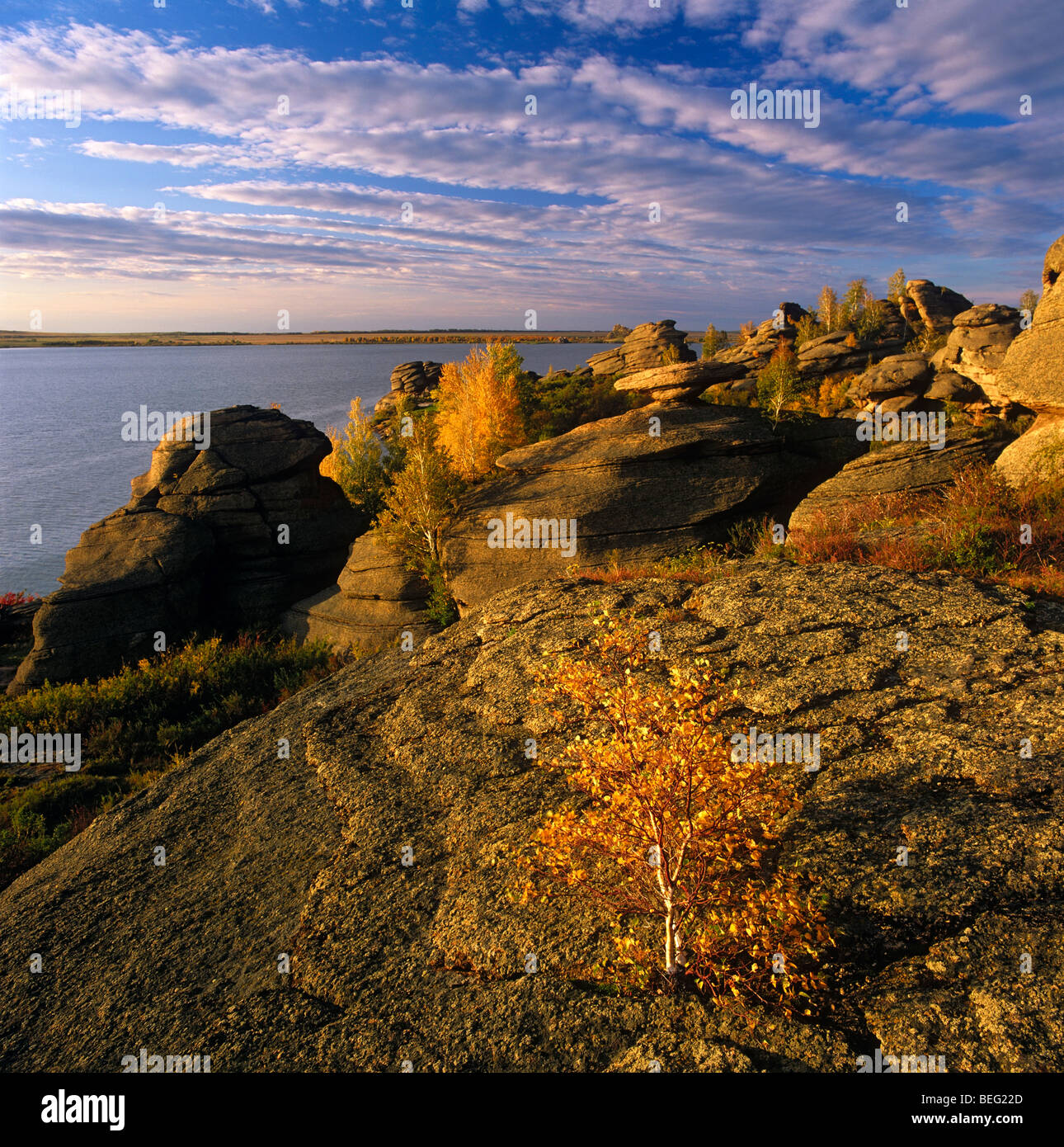 Autumn birch at sunset. Lake Kolyvan. Russia Stock Photo