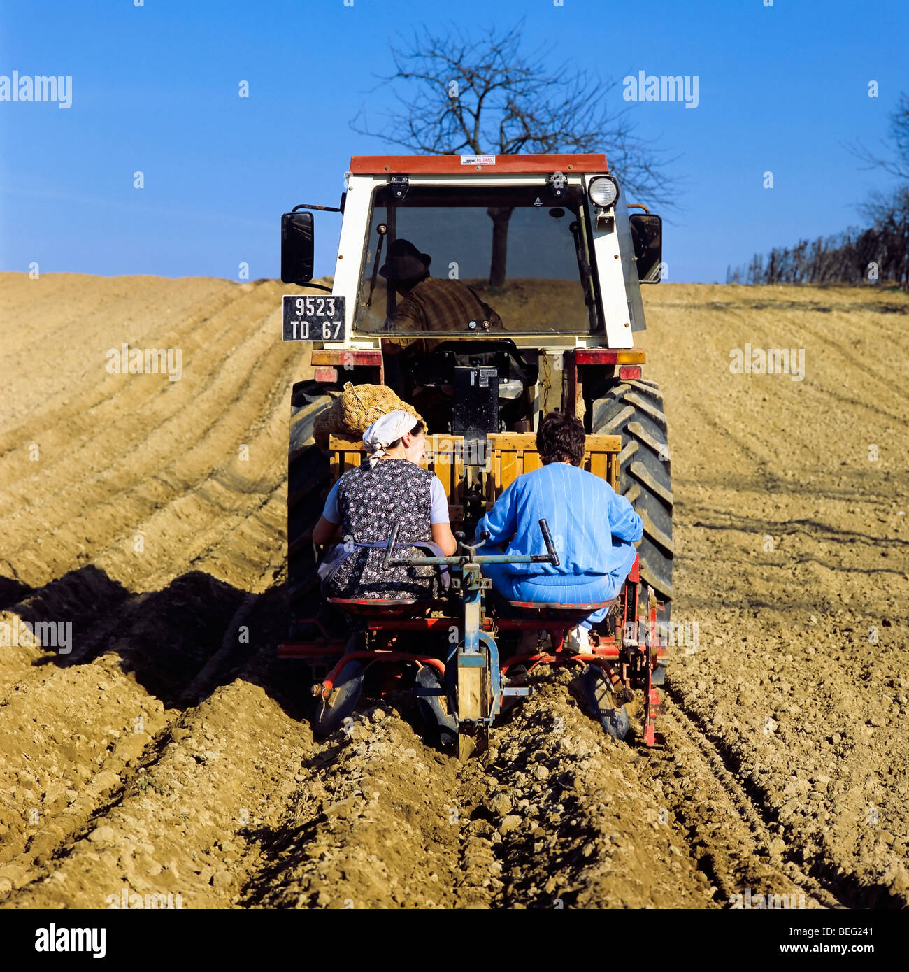 Planting potatoes, Alsace, France Stock Photo