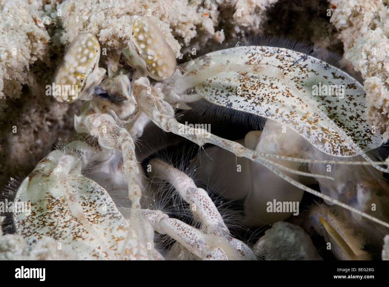 White Mantis Shrimp under water. Stock Photo