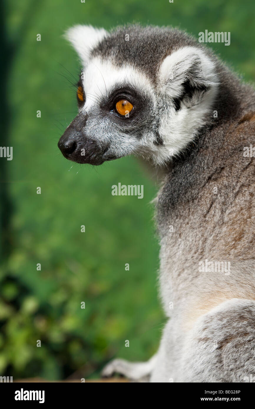A Madagascan ring tailed lemur, shot on location. Stock Photo