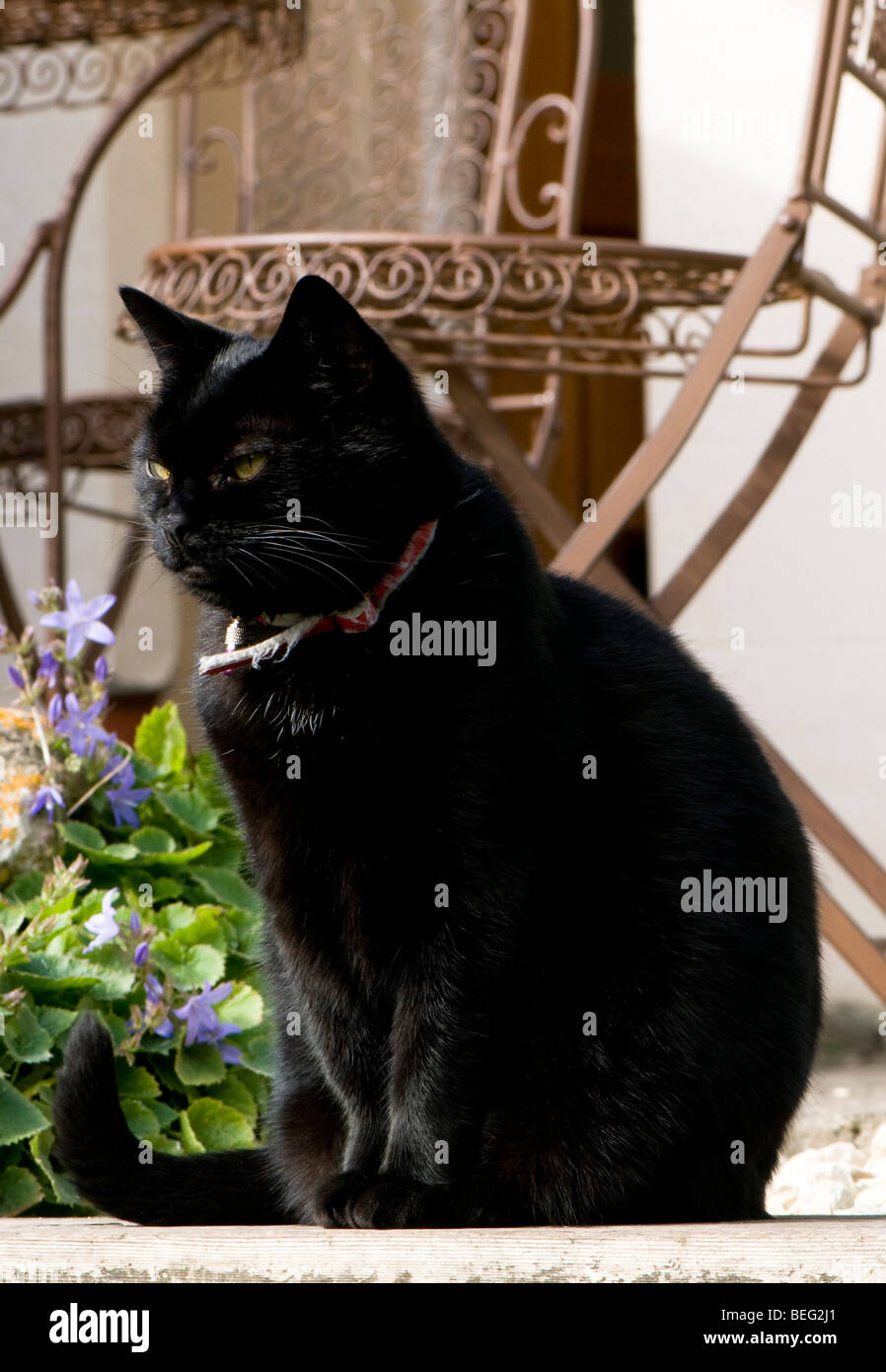 Domestic black cat in a garden Stock Photo