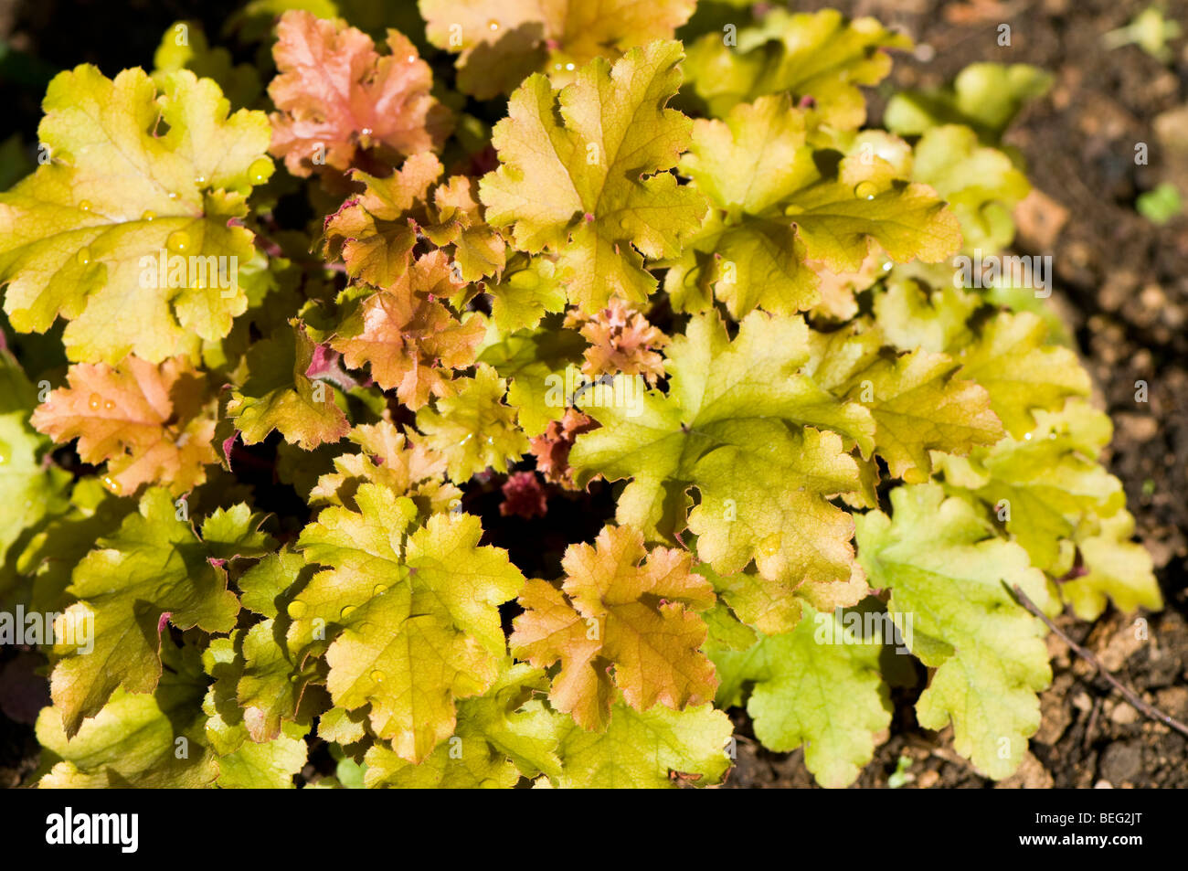 Heuchera Marmalade Coral Bells Stock Photo Alamy