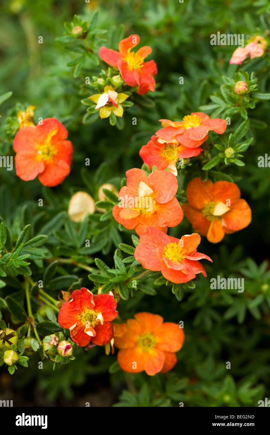 Horticulture Plant Identification Care And Maintenance