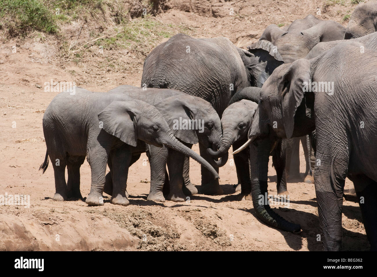 3 cute baby African elephants playing together heads together trunks touching talking, mother elephant watching close up landscape Masai Mara Kenya Stock Photo