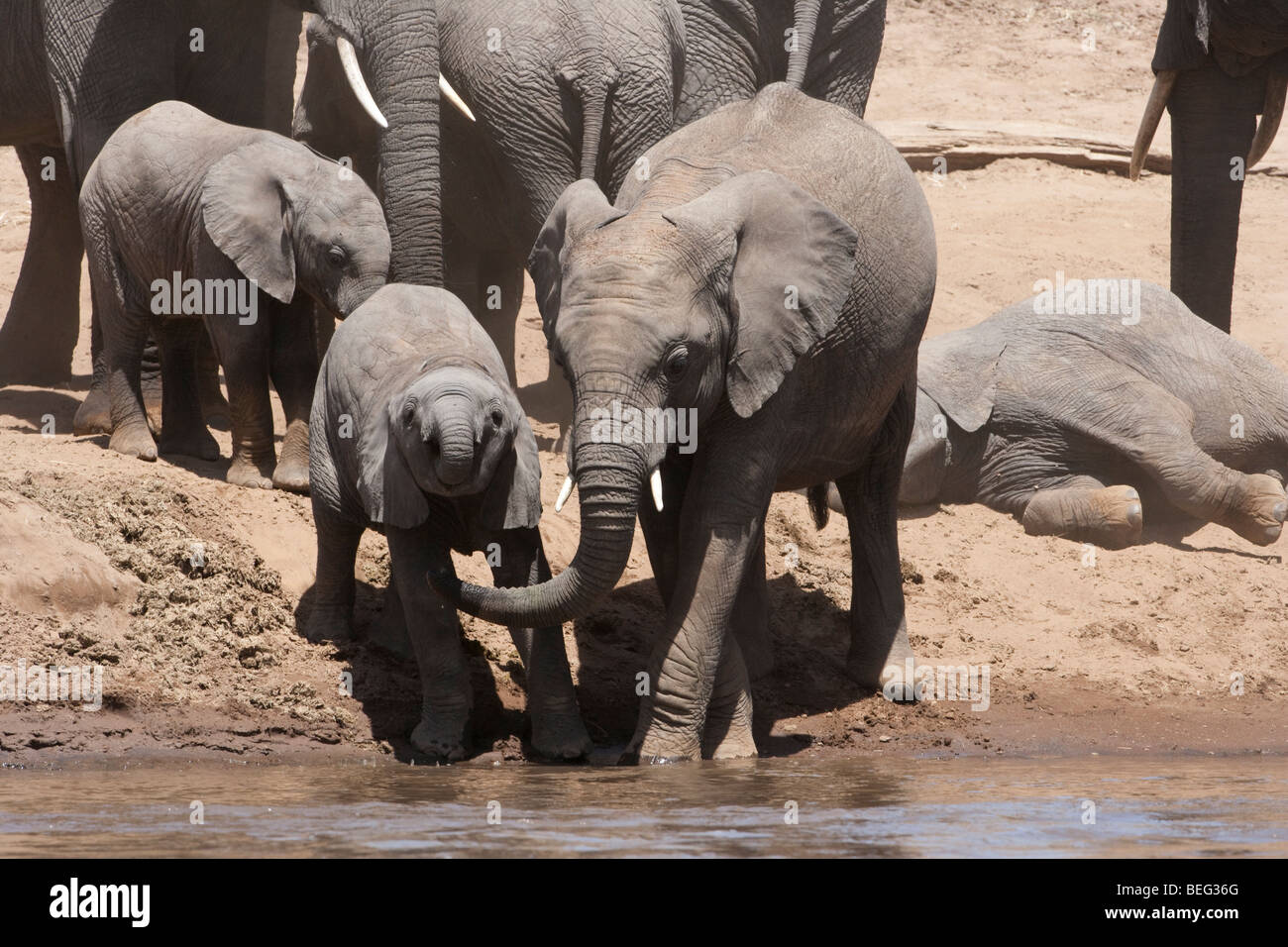 Tiny Baby African elephant learning to use trunk to drink water from
