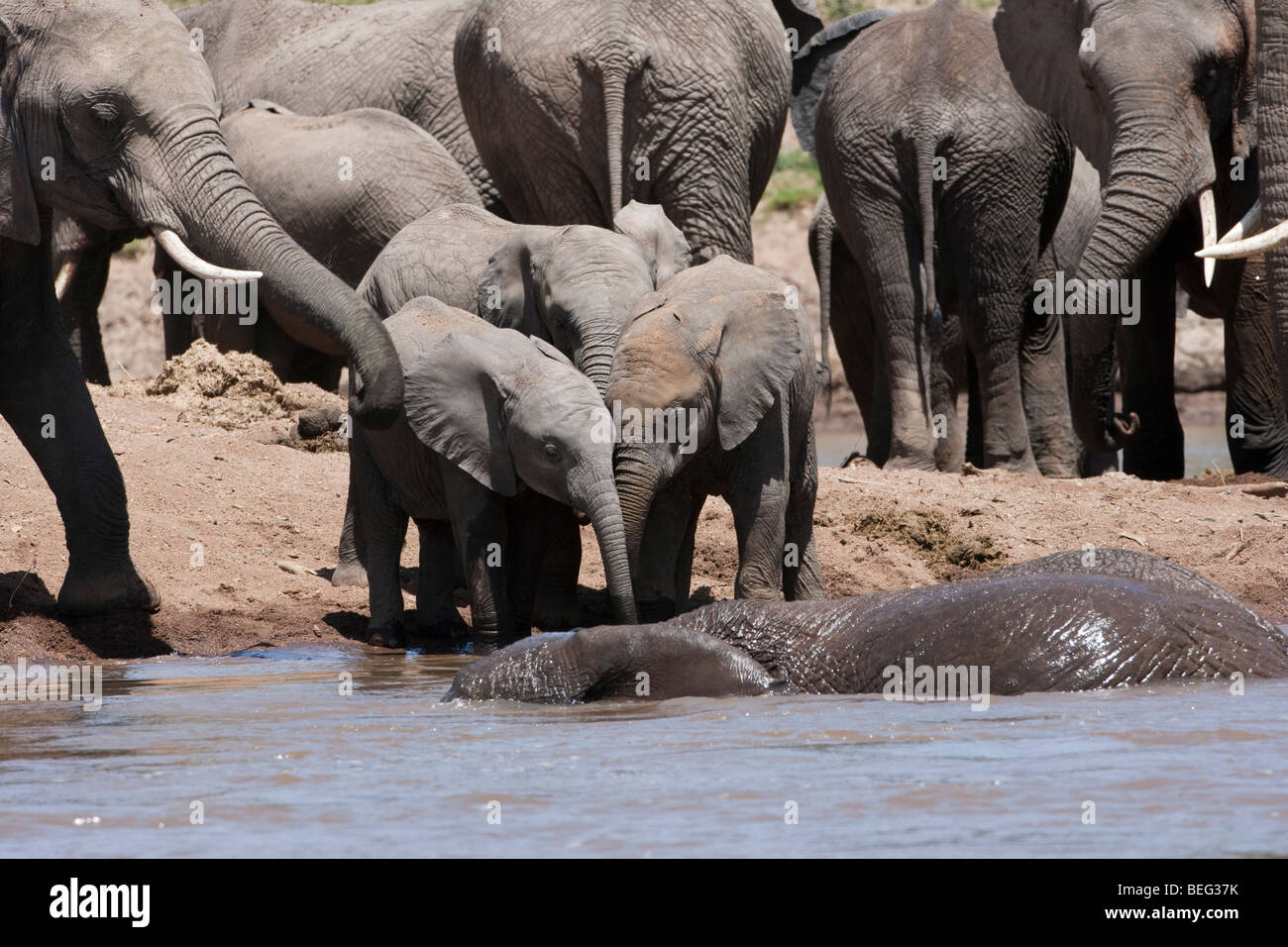 3 cute baby elephants drink together at riverbank facing bathing