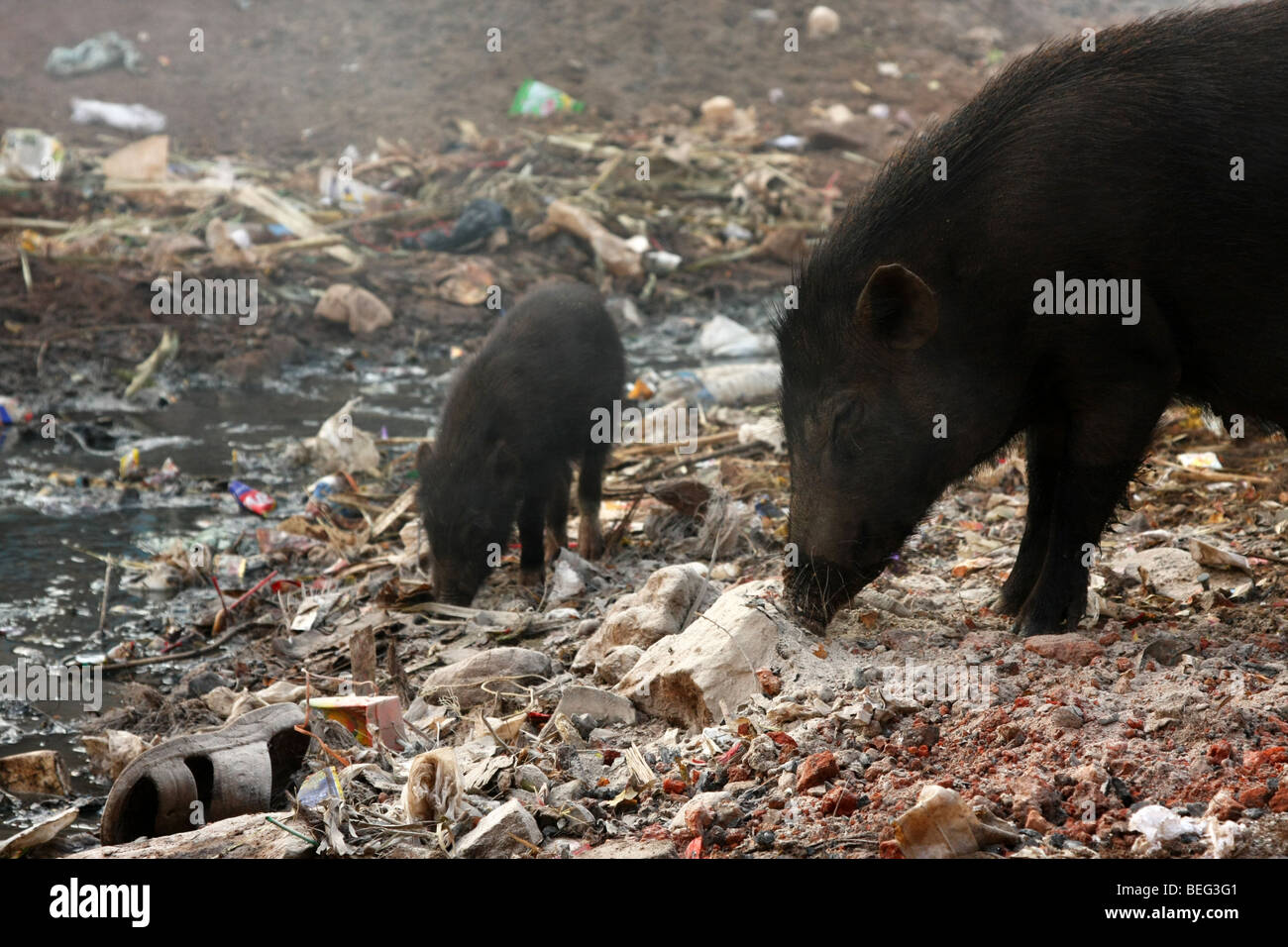 Wild pigs on street feeding in trash Stock Photo