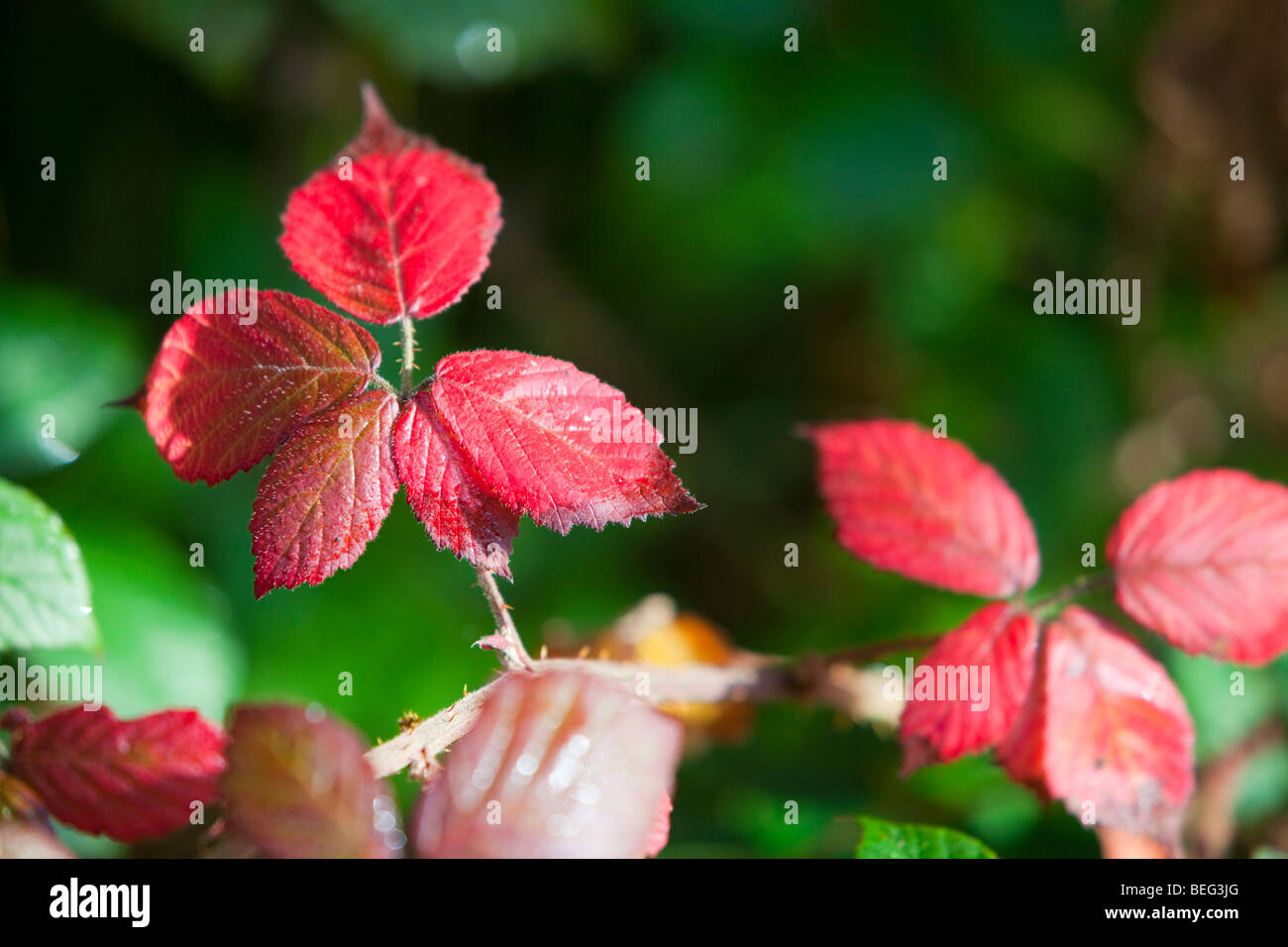 Blackberry leaves turning red in the Autumn time, Ambleside, UK Stock