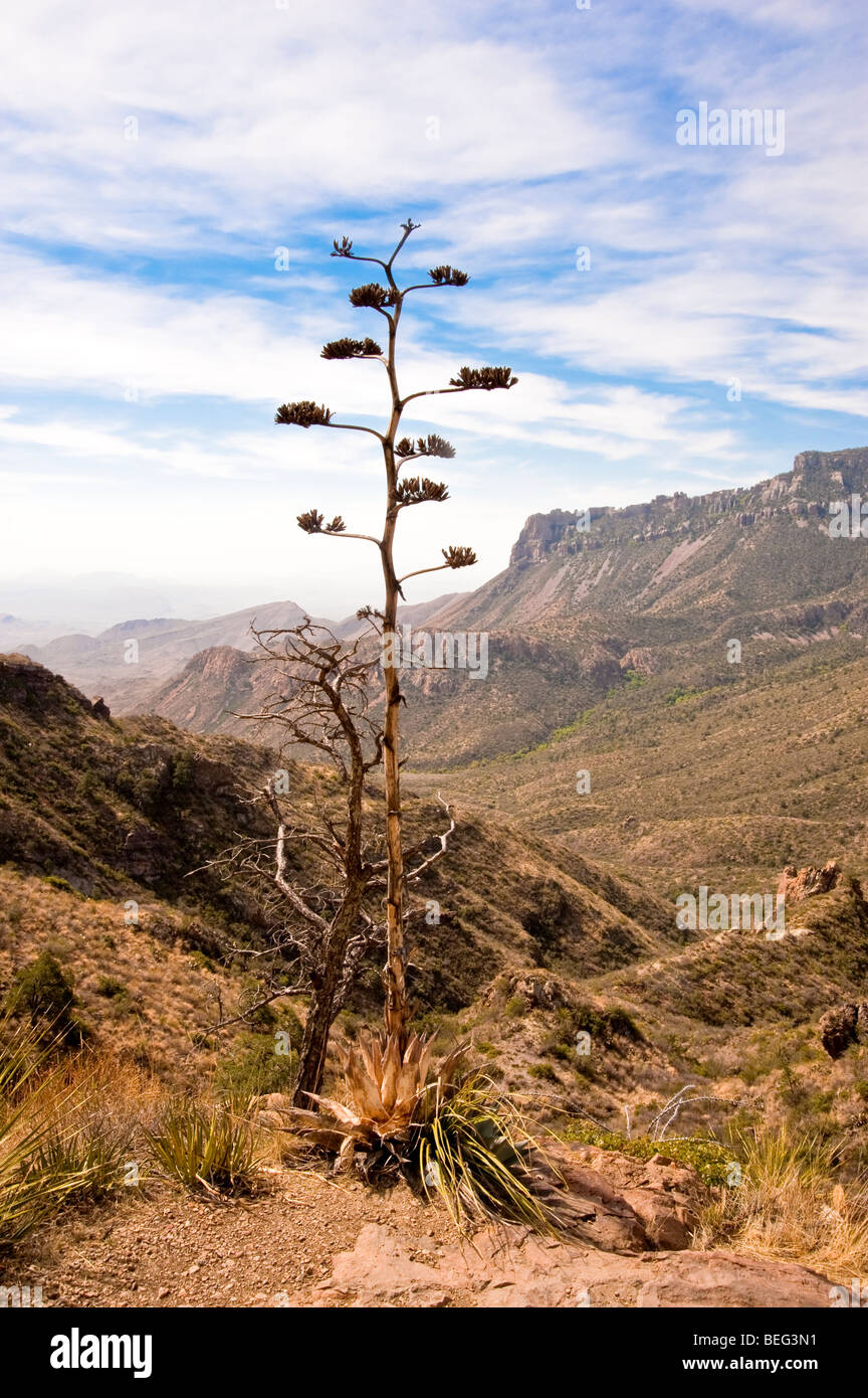 A  yucca plant helps frame the view of Juniper Canyon from the Lost Mine Trail in Big Bend National Park, Texas, USA. Stock Photo