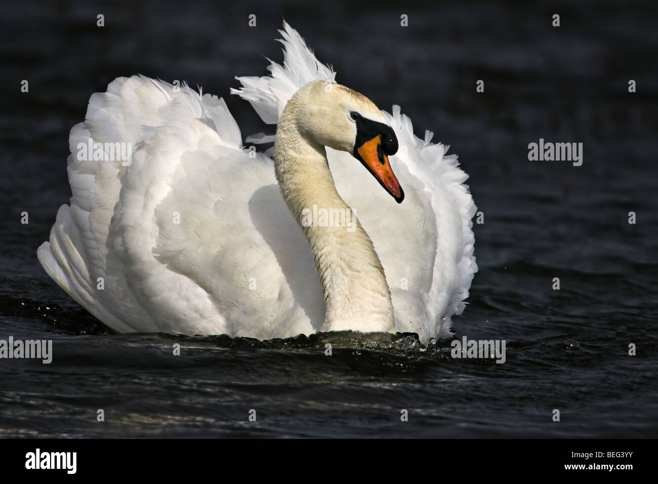 Mute swan moving gracefully and aggressively over a lake. Stock Photo