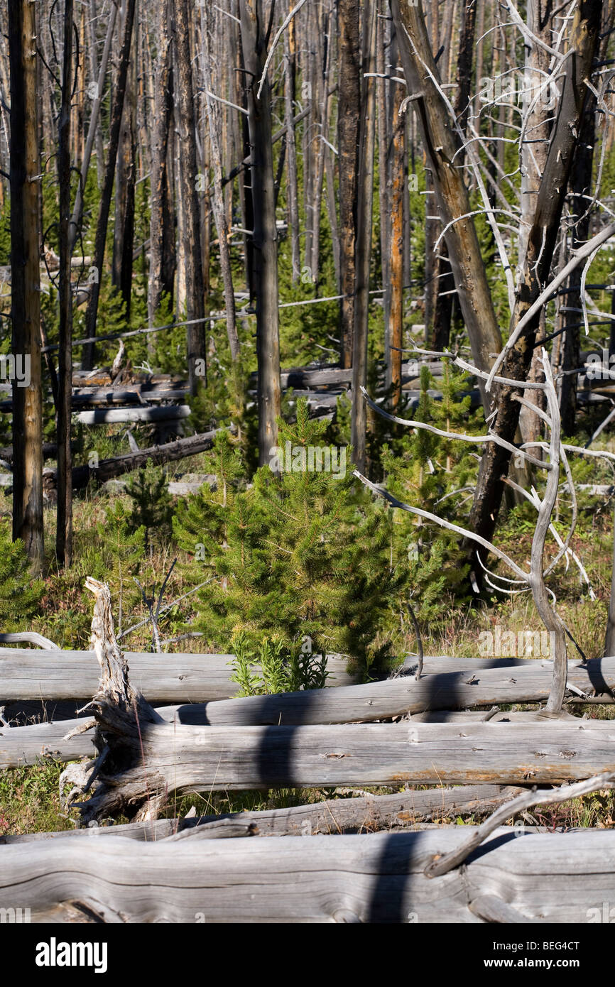 Forest fire burned trees in Yellowstone National park. New growth ...