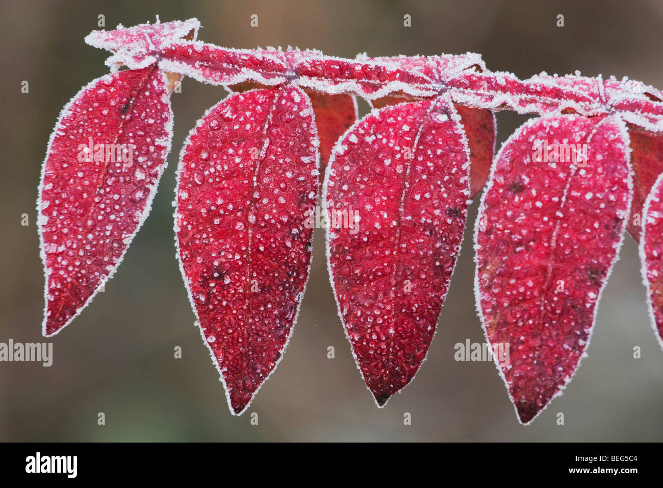 Dwarf Sumac (Rhus copallina), frost covered, Raleigh, North Carolina, USA Stock Photo
