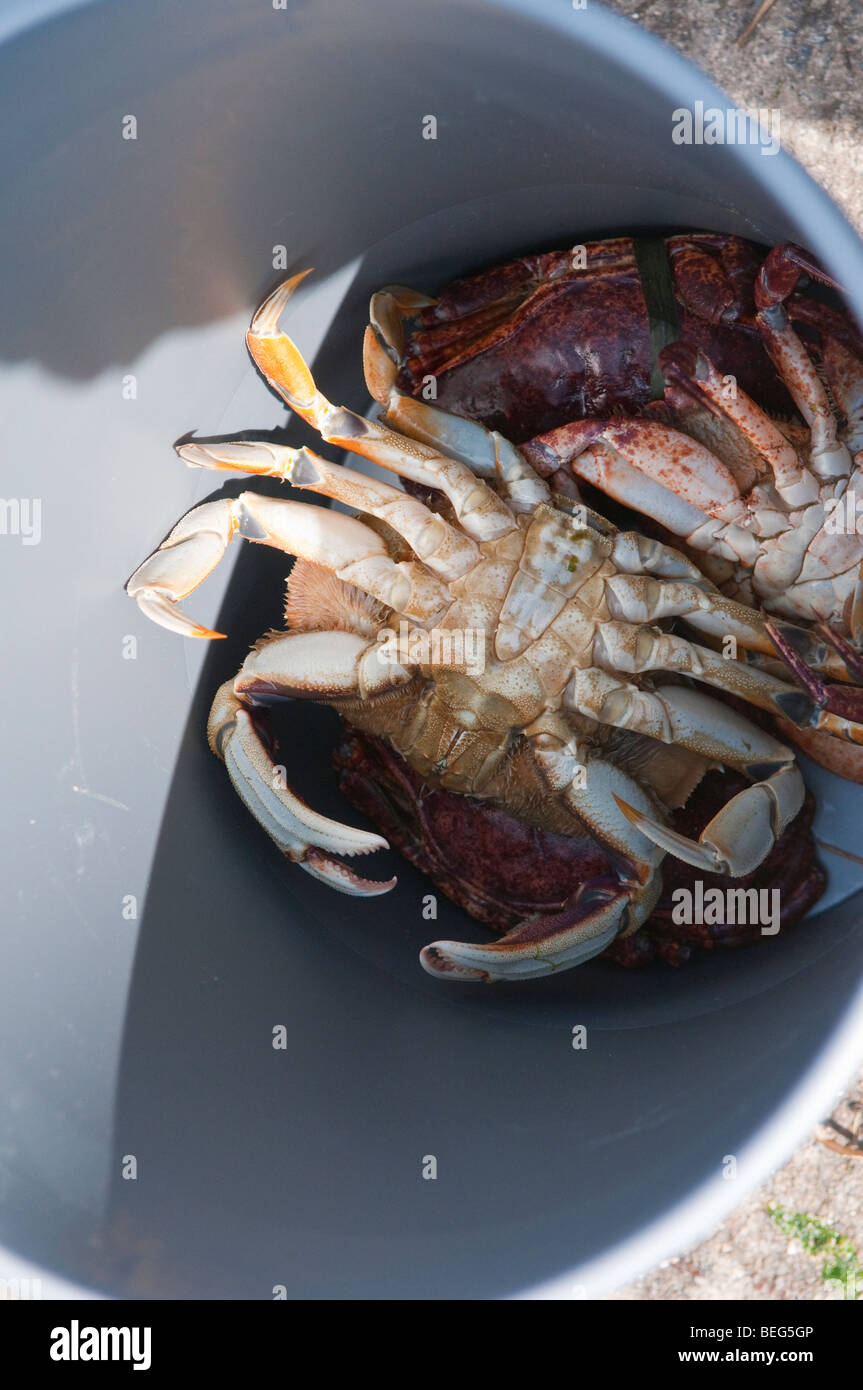 Crabs in a bucket after removal from a crab trap Stock Photo Alamy