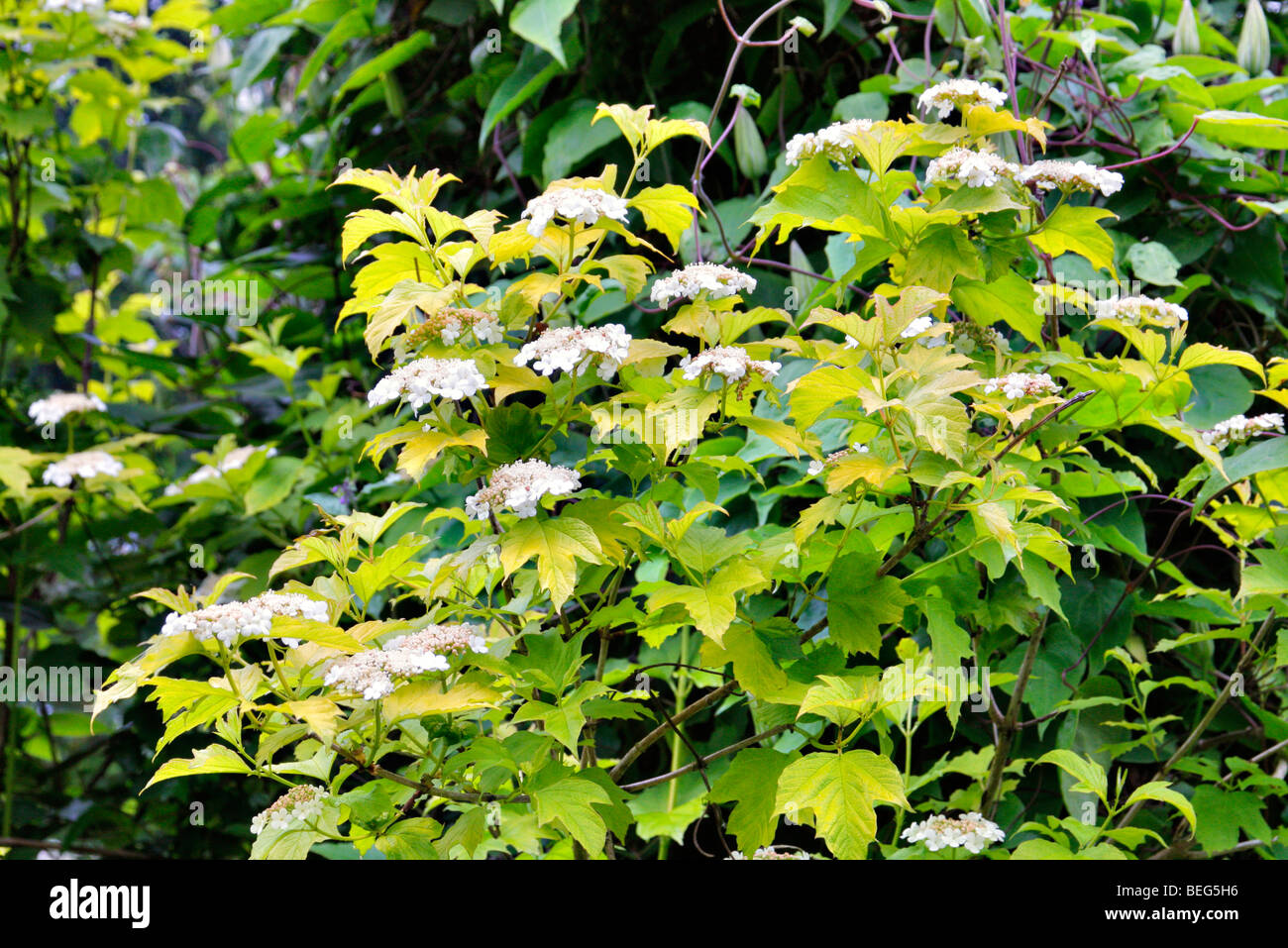 Viburnum opulus 'Aureum' Stock Photo Alamy