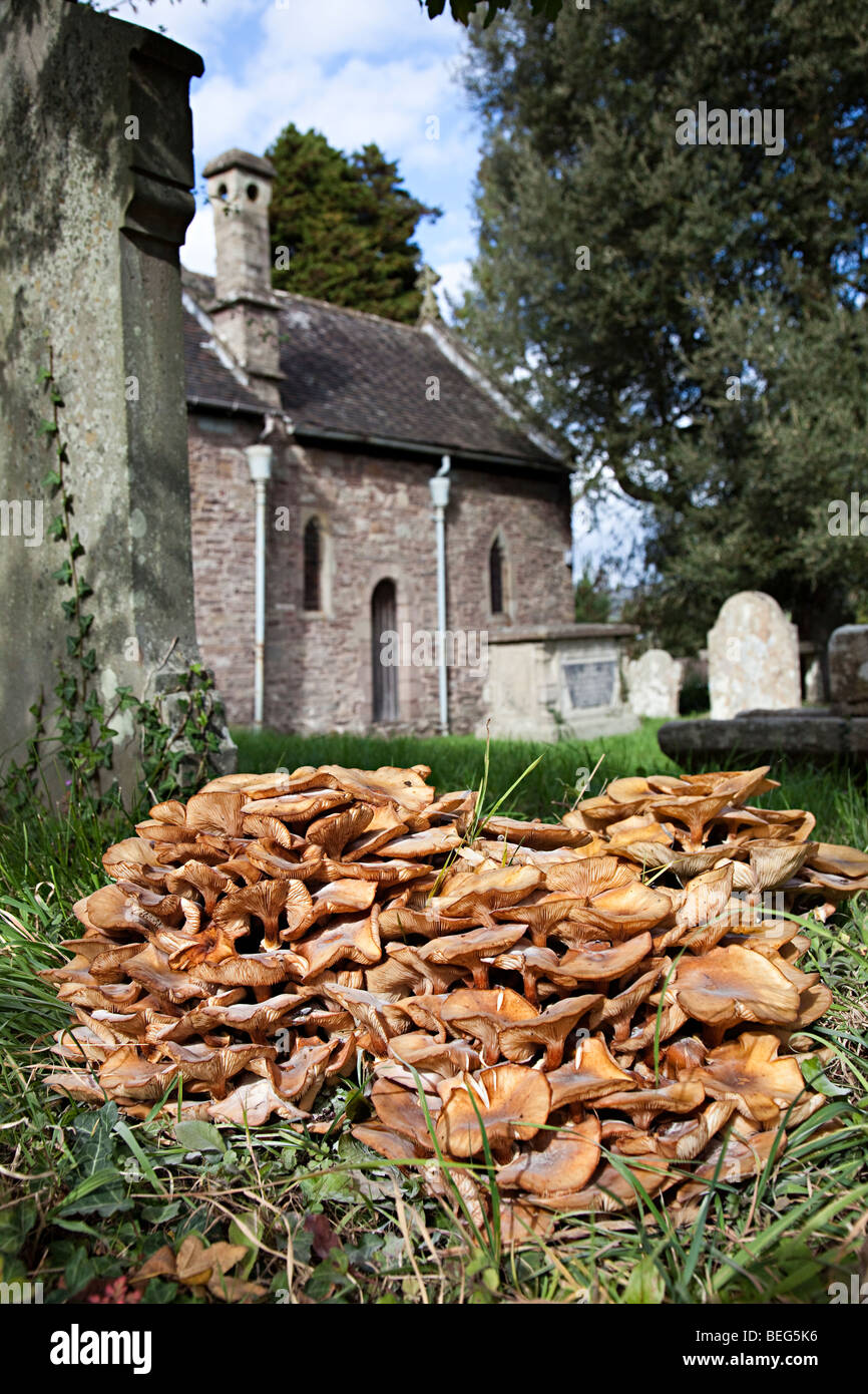 Fungus growing on tree stump in churchyard Llanfoist Wales UK Stock Photo