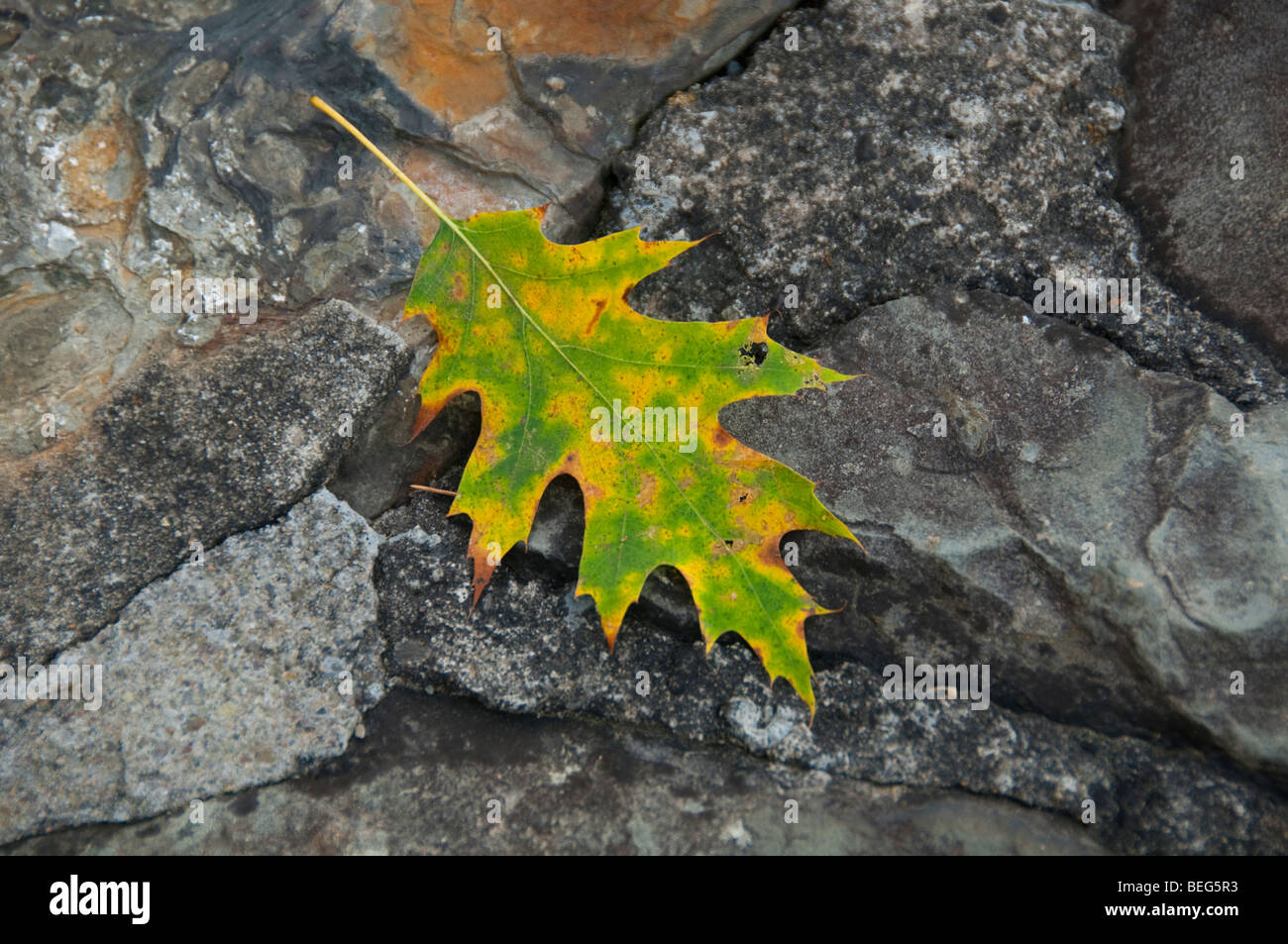 Multicolored leaf on rock. Stock Photo