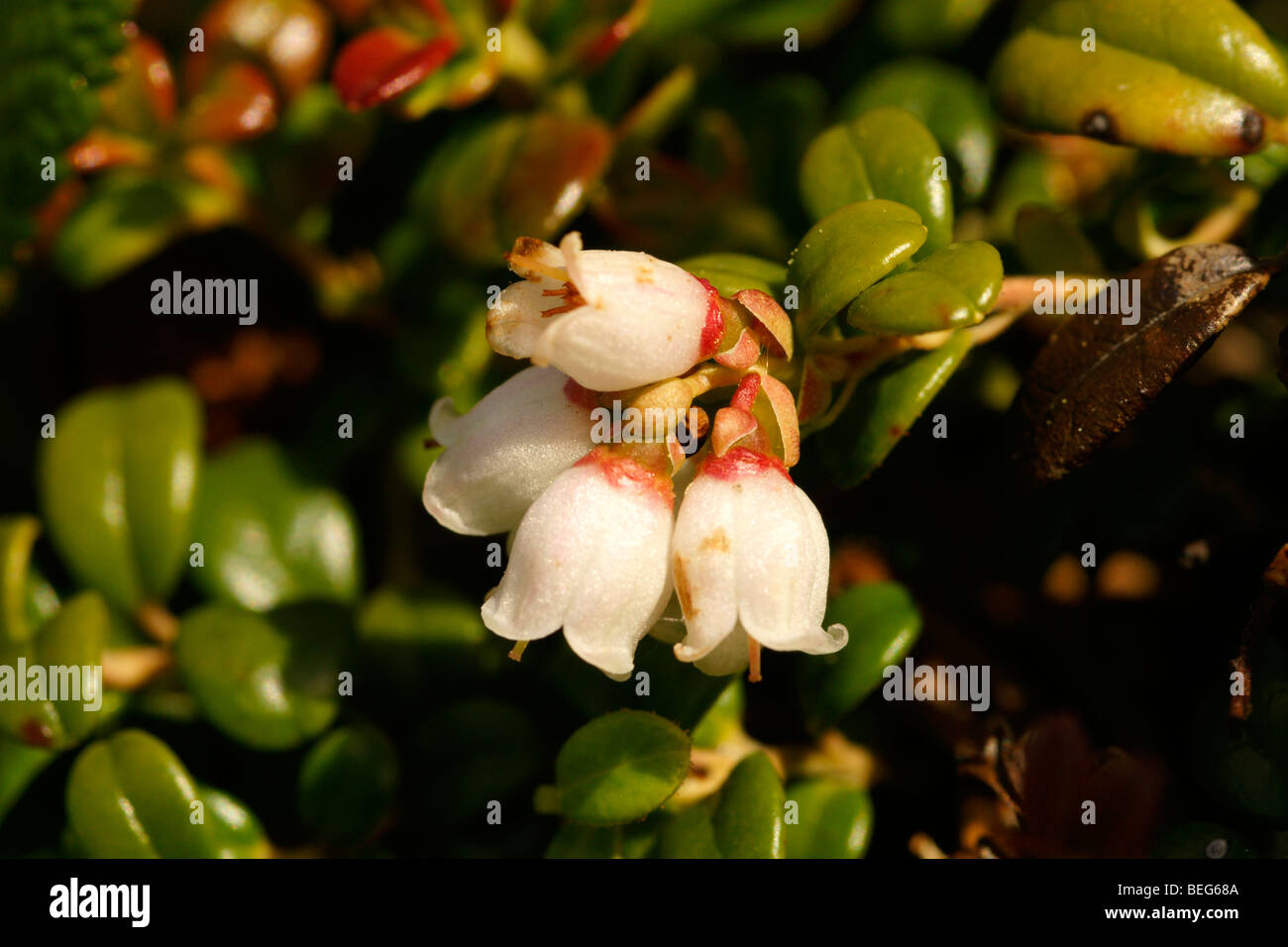 Vaccinium  vitis – idaea. Stock Photo