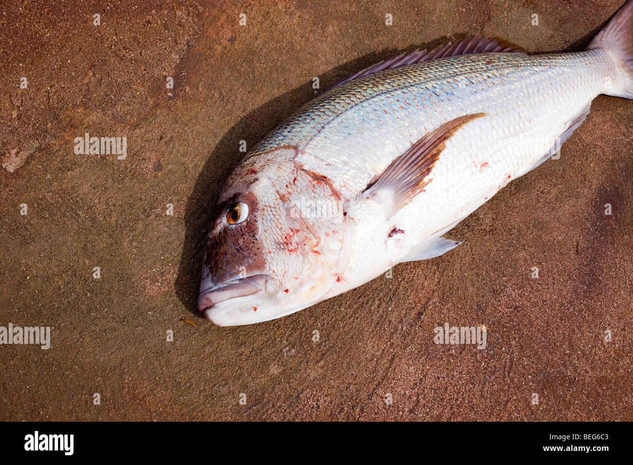 Snapper fish, Dentice. Stock Photo