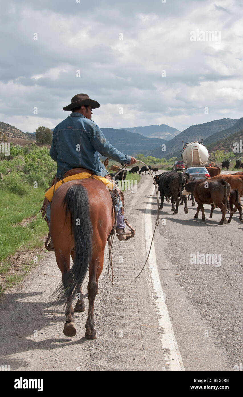 cowboy on horseback using rope to drive cattle along a public highway in western Colorado Stock Photo