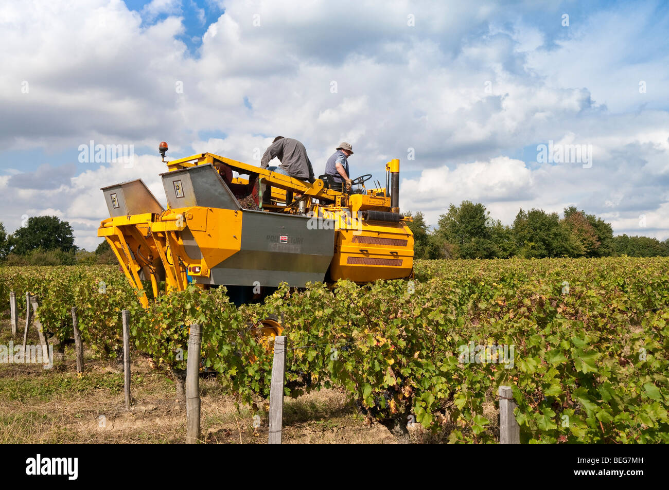 Wine producer in his vineyard harvesting grapes with Gregoire machine