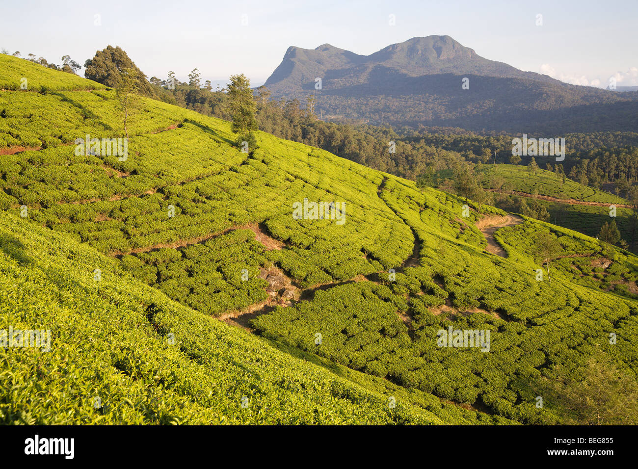 Tea plantation in Nuwara Eliya, Sri Lanka Stock Photo