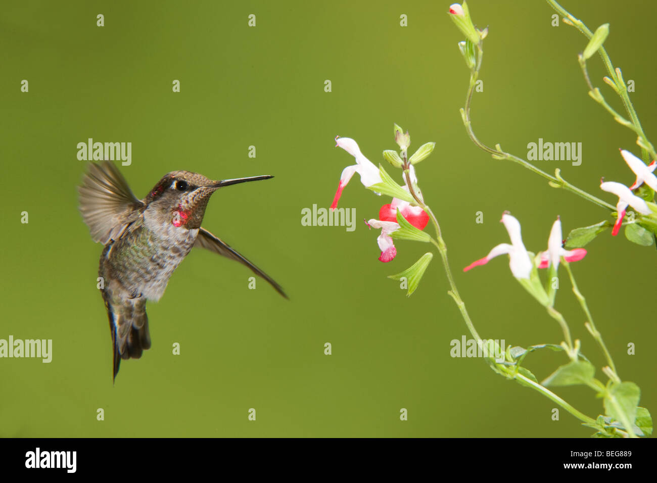 hummingbird feeding from flower Stock Photo Biology Diagrams