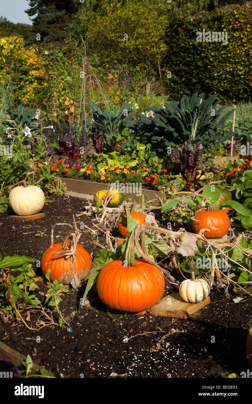 A home grown vegetable patch with various edible vegetables including pumpkin on a sunny day Stock Photo